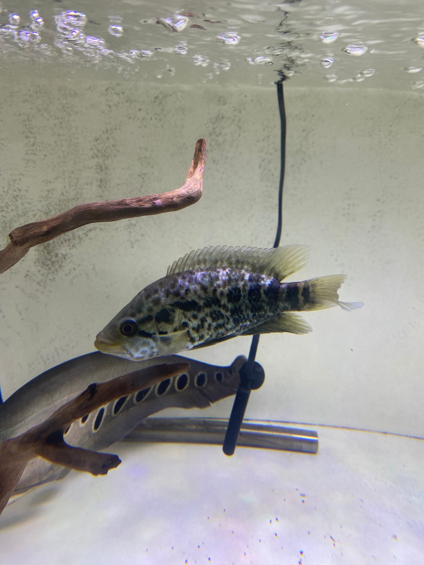 Jaguar Cichlids 5