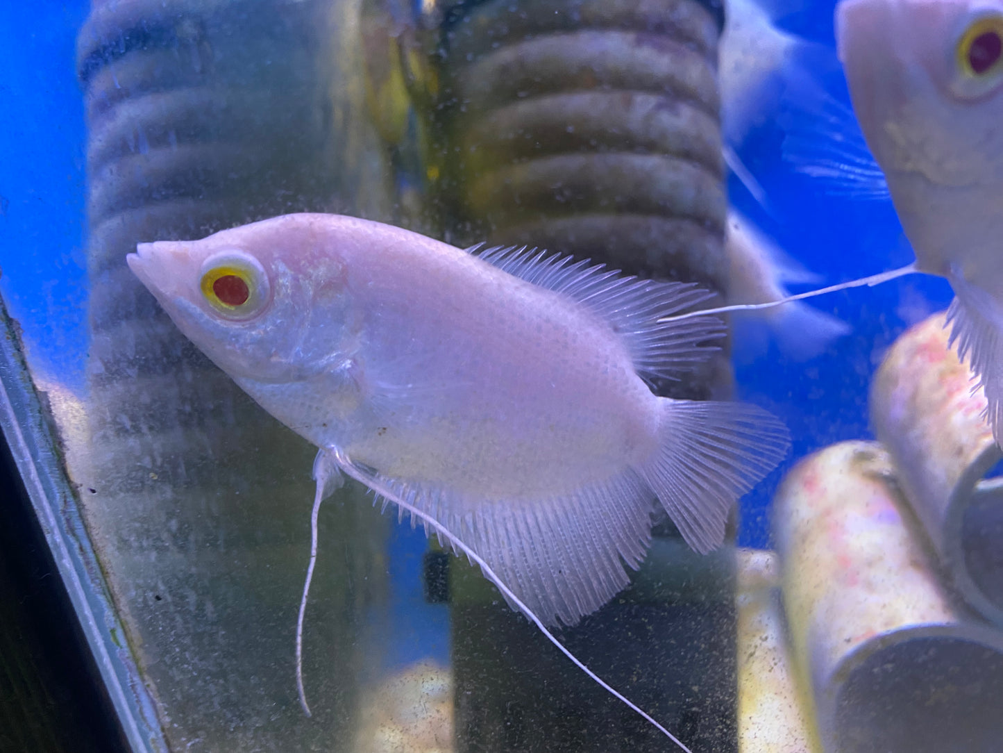Albino Giant Gourami 4"