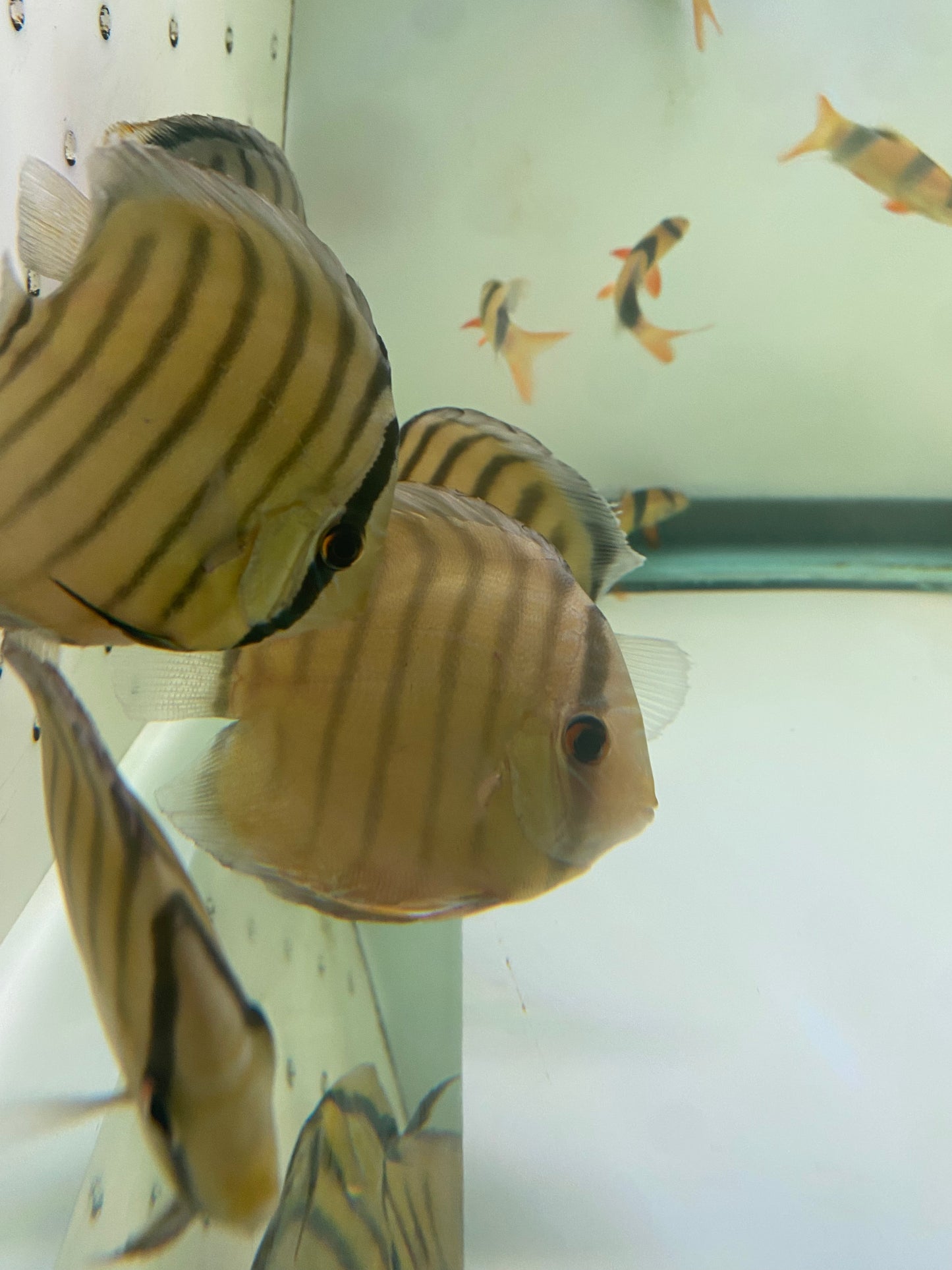 Wild Discus