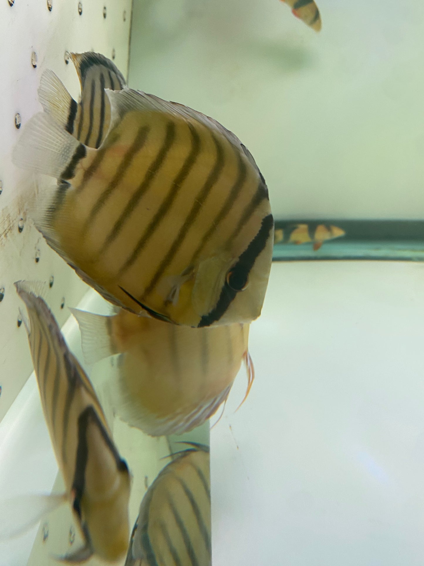Wild Discus