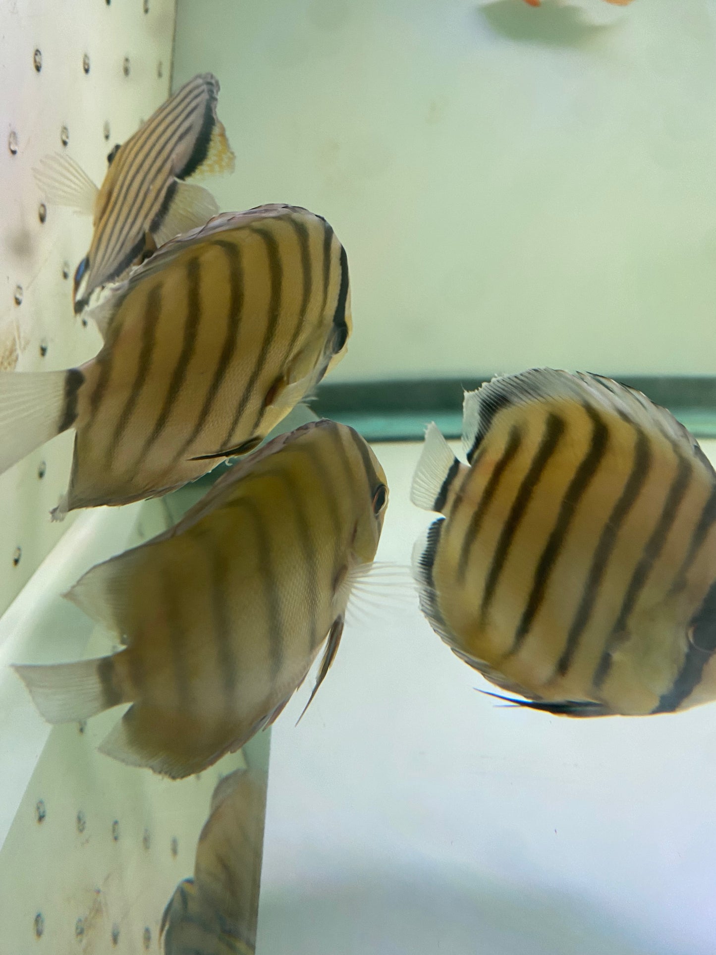 Wild Discus