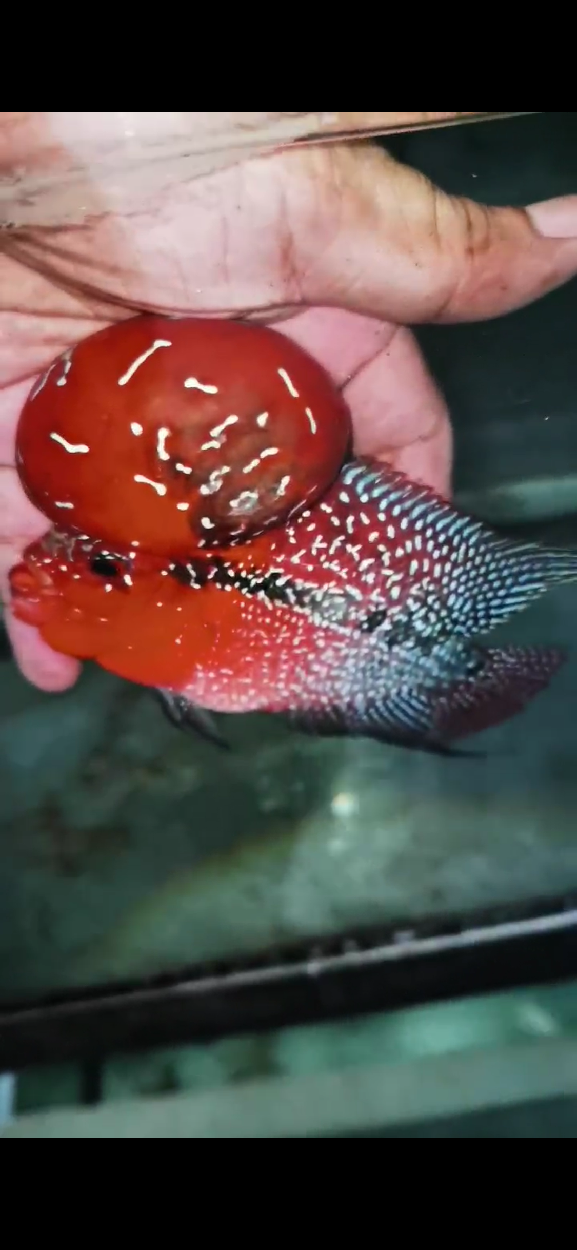 Super Red Dragon Flowerhorn Comp Grade ( Male ) - #01