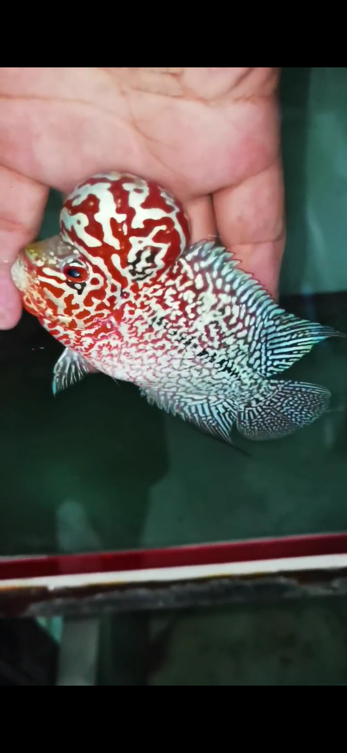 Super Red Dragon Flowerhorn Comp Grade ( Male ) - #03
