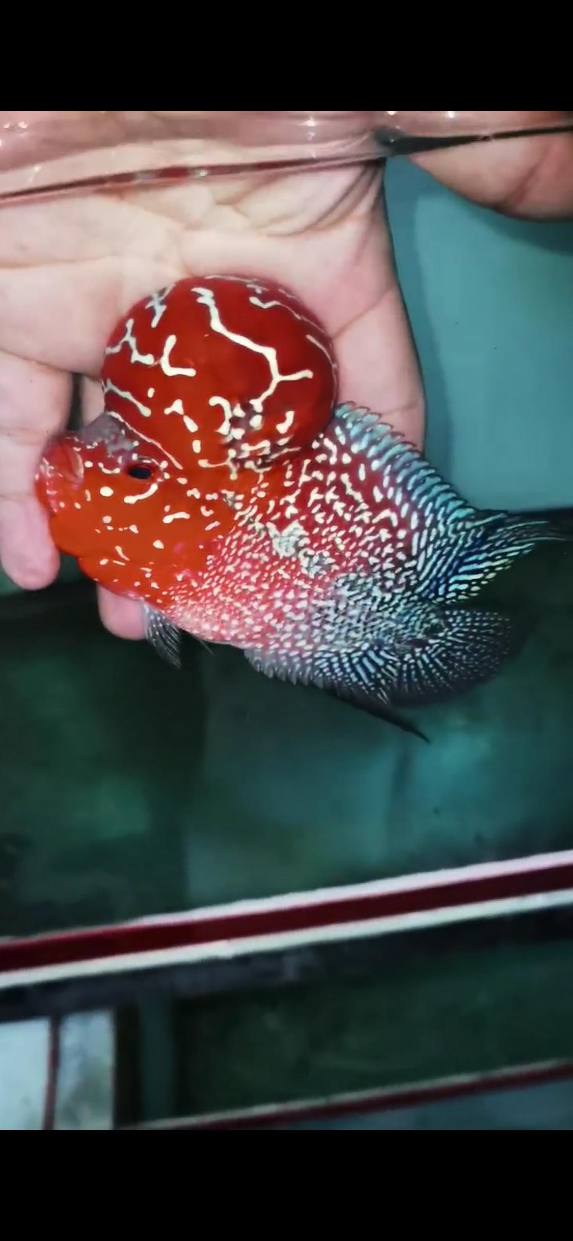Super Red Dragon Flowerhorn Comp Grade ( Male ) - #04