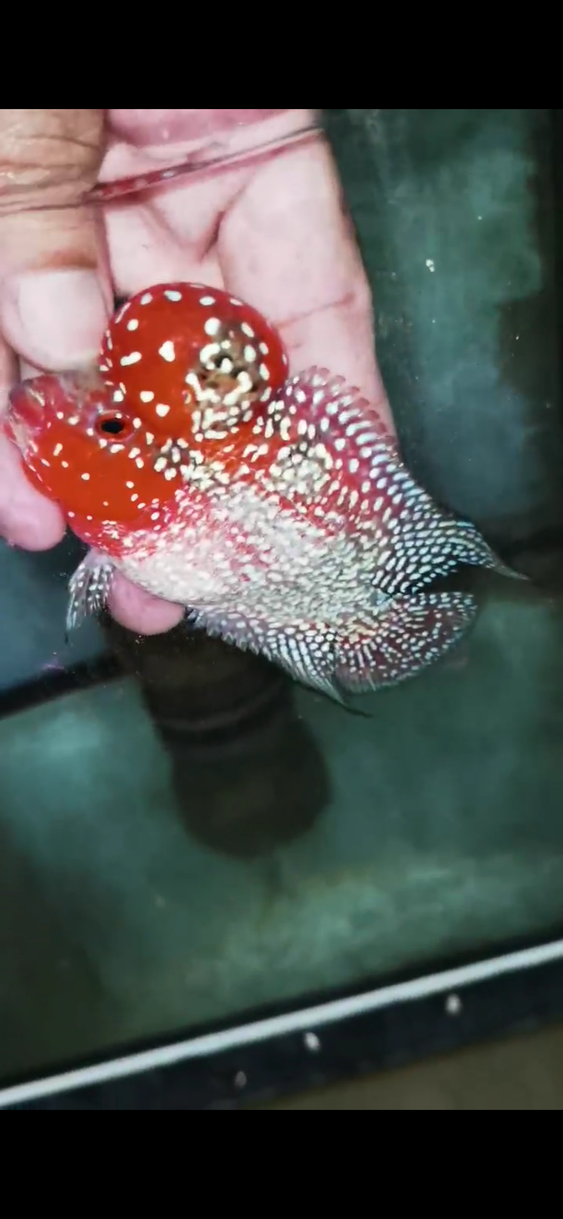 Super Red Dragon Flowerhorn Grade A ( Male ) - #11
