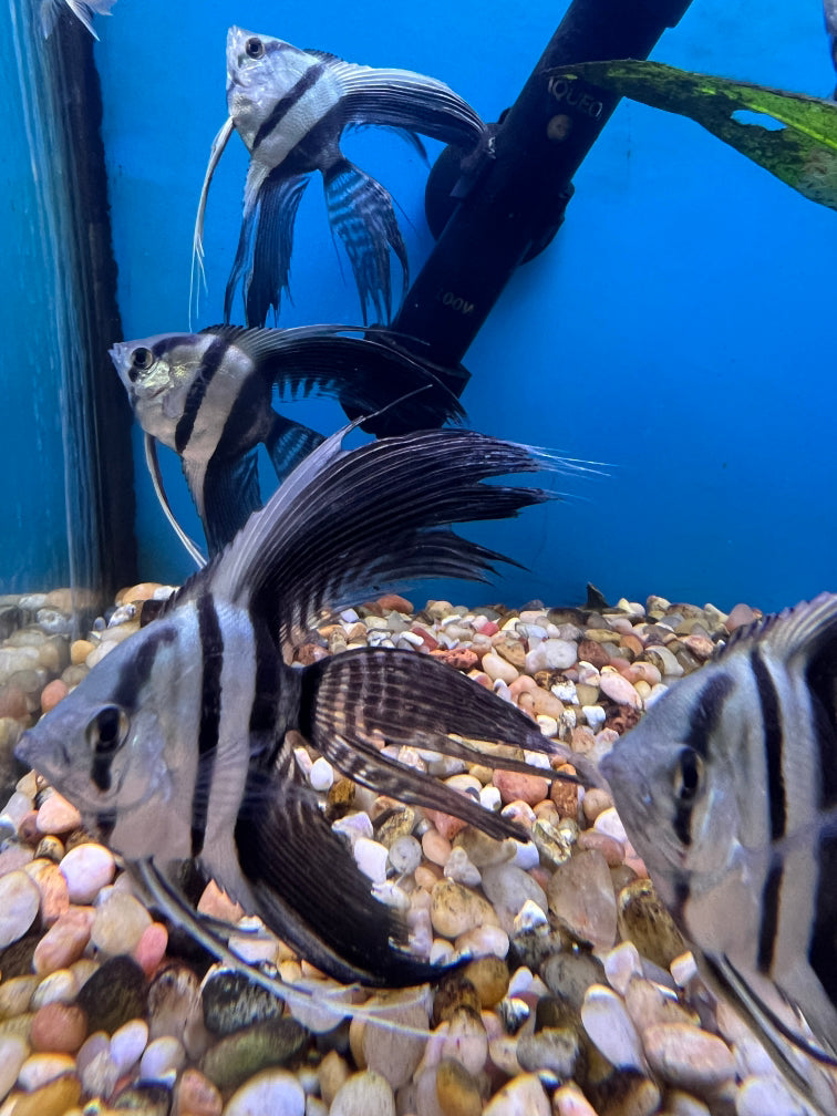 Half Black Angelfish