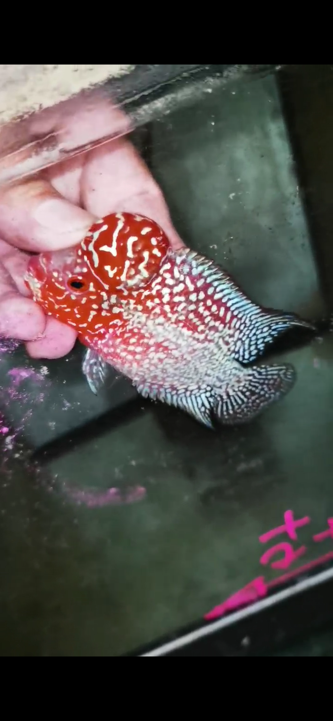Super Red Dragon Flowerhorn Grade A ( Male ) - #13