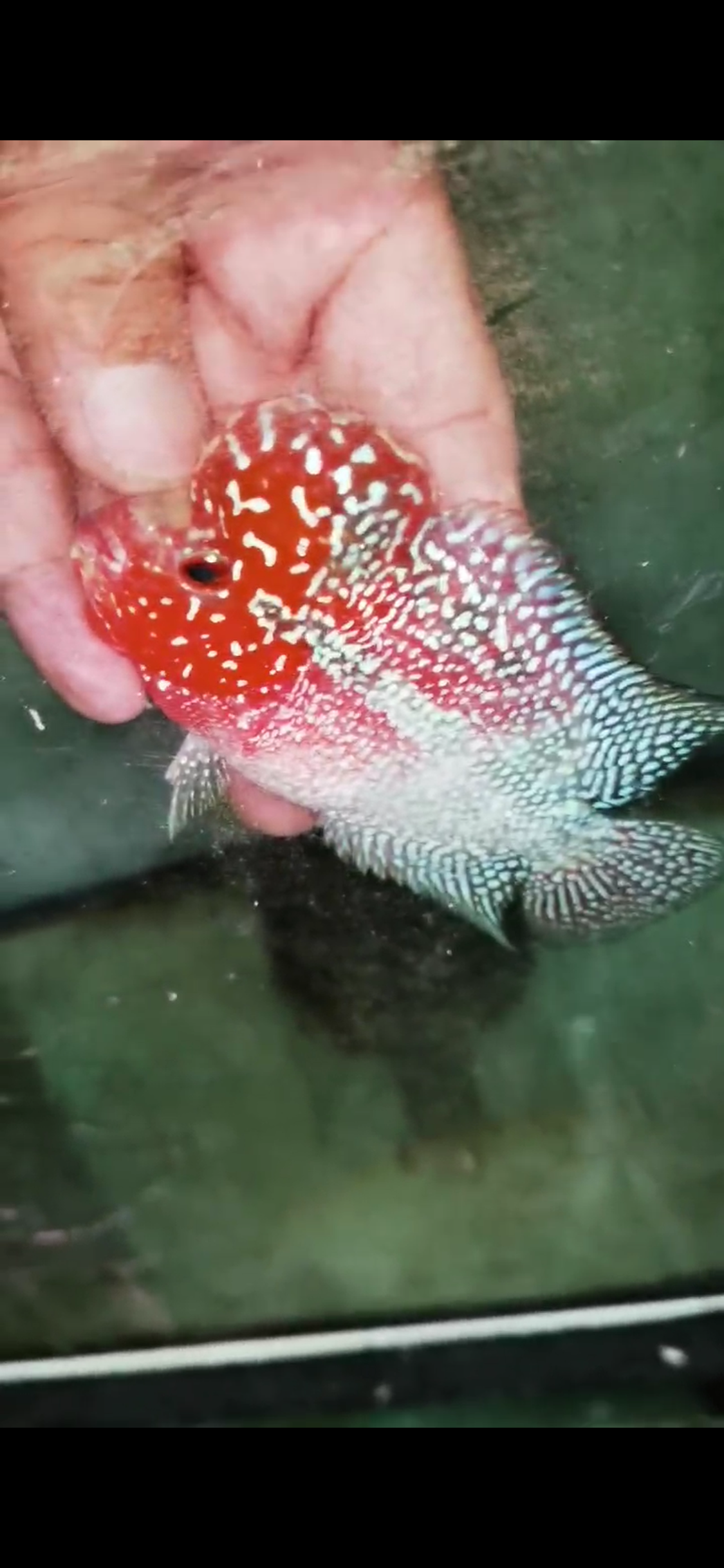 Super Red Dragon Flowerhorn Grade A ( Male ) - #05