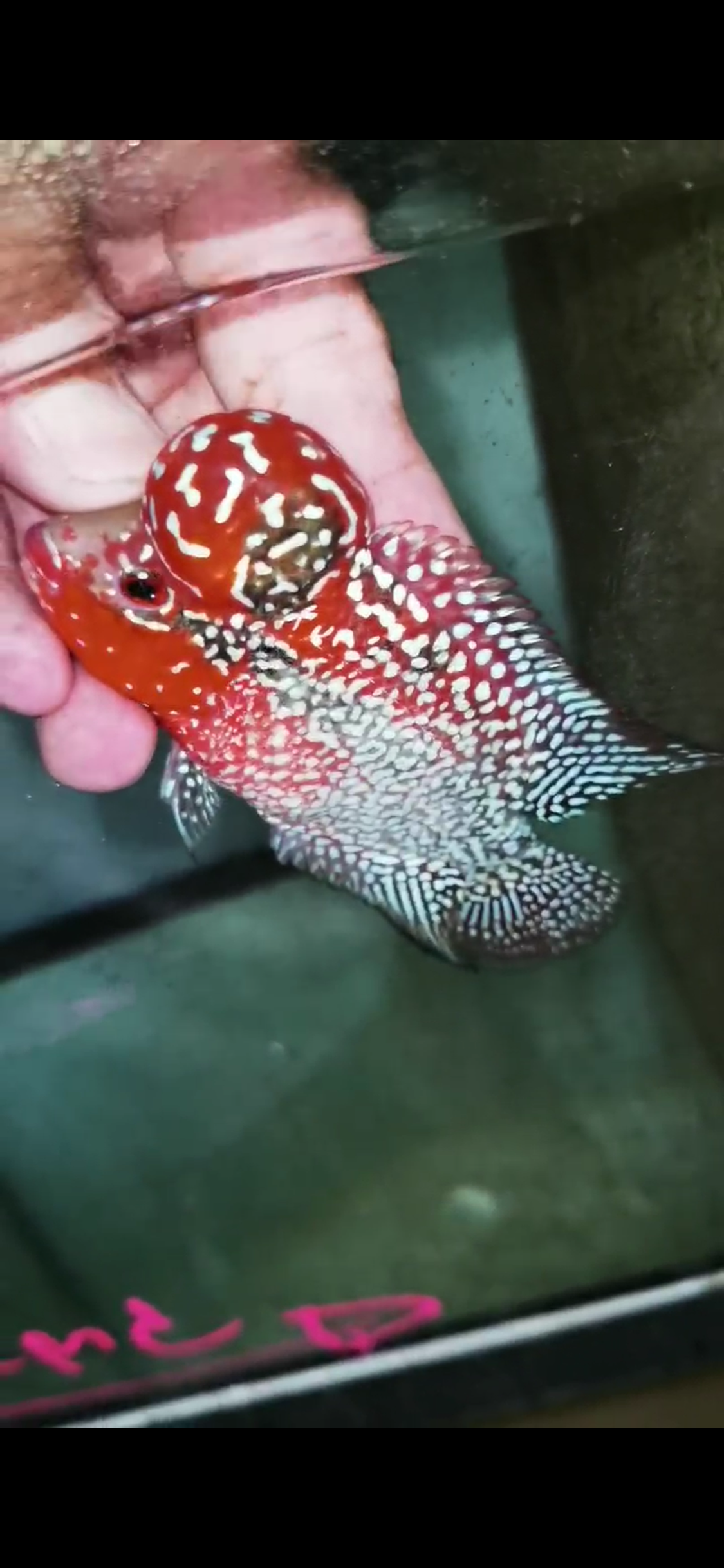 Super Red Dragon Flowerhorn Grade A ( Male ) - #12