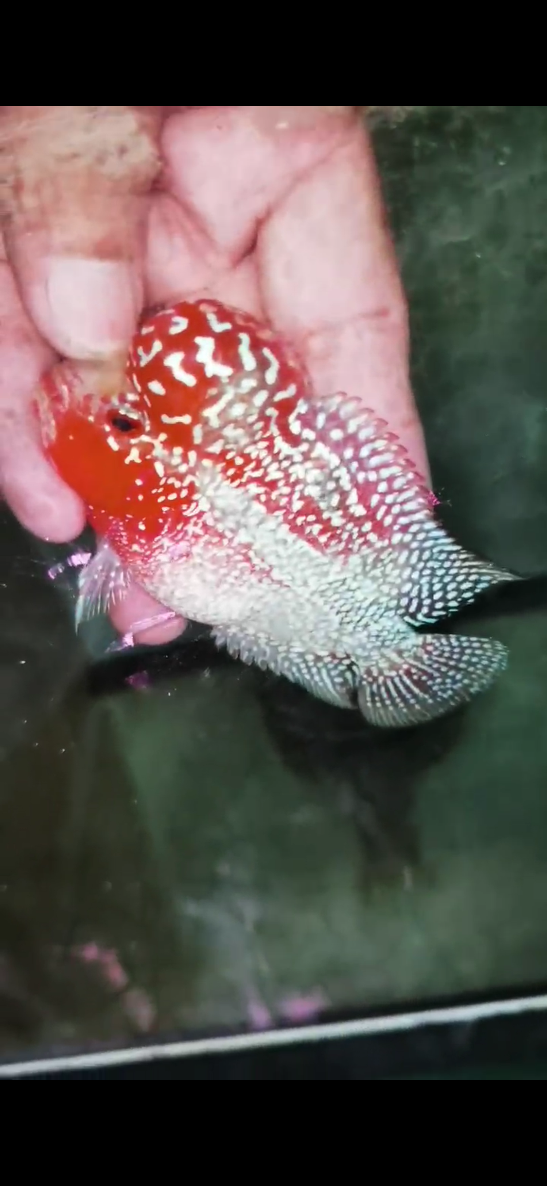Super Red Dragon Flowerhorn Grade A ( Male ) - #07