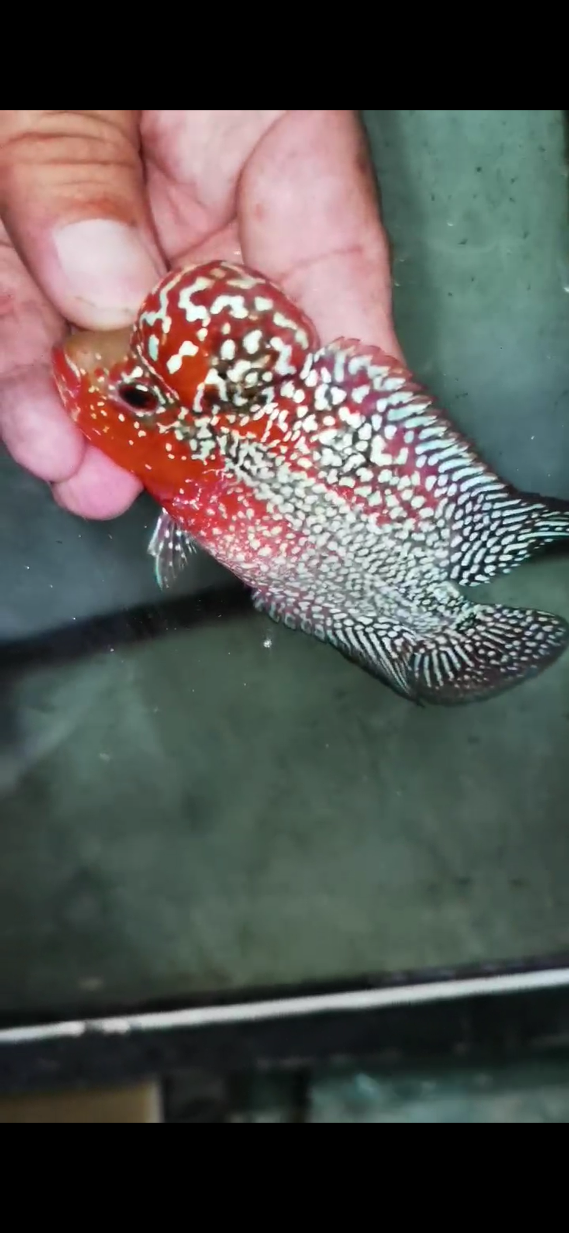 Super Red Dragon Flowerhorn Grade A ( Male ) - #10