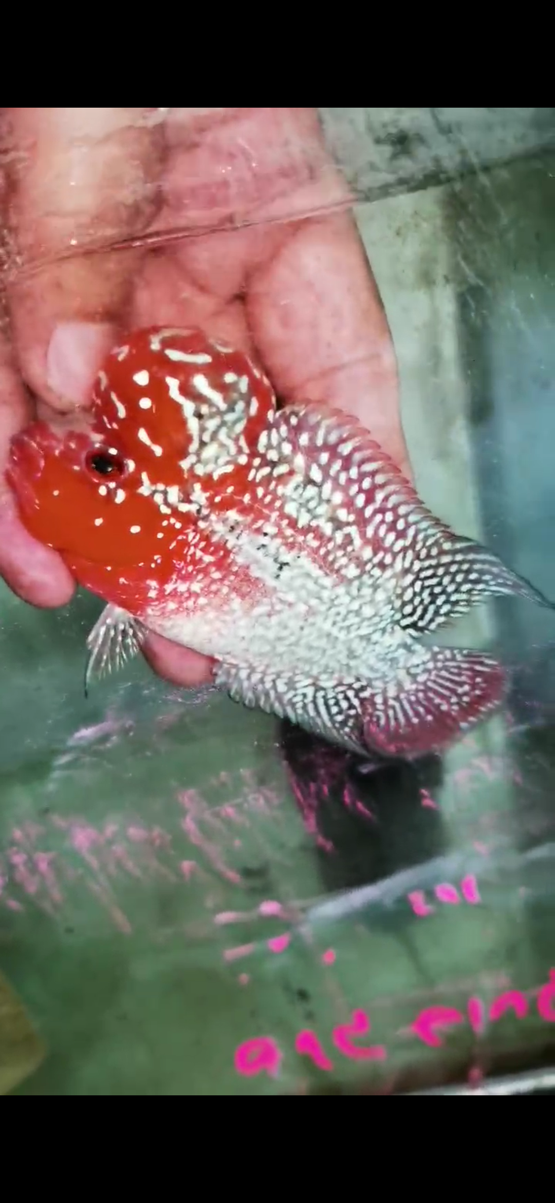 Super Red Dragon Flowerhorn Grade A ( Male ) - #01