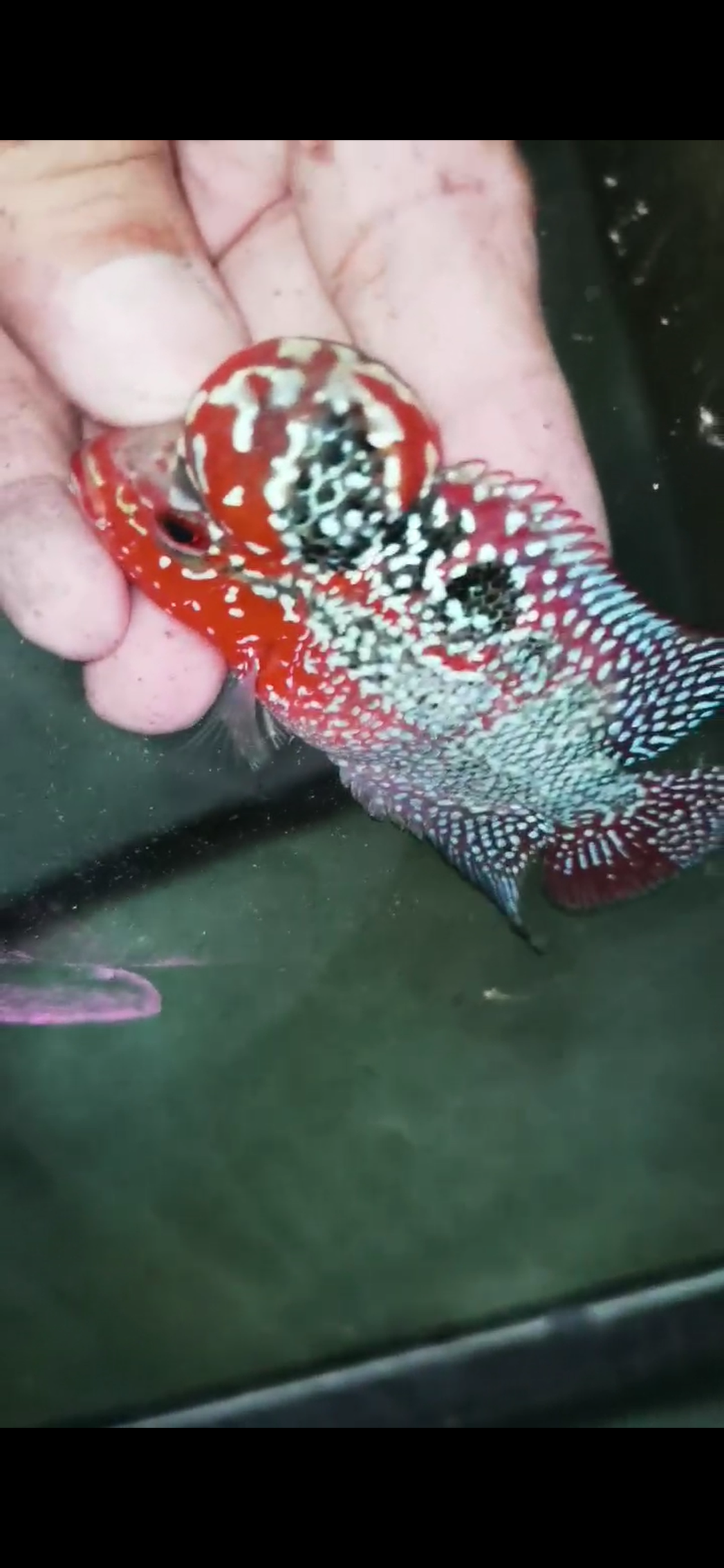 Super Red Dragon Flowerhorn Grade A ( Male ) - #14