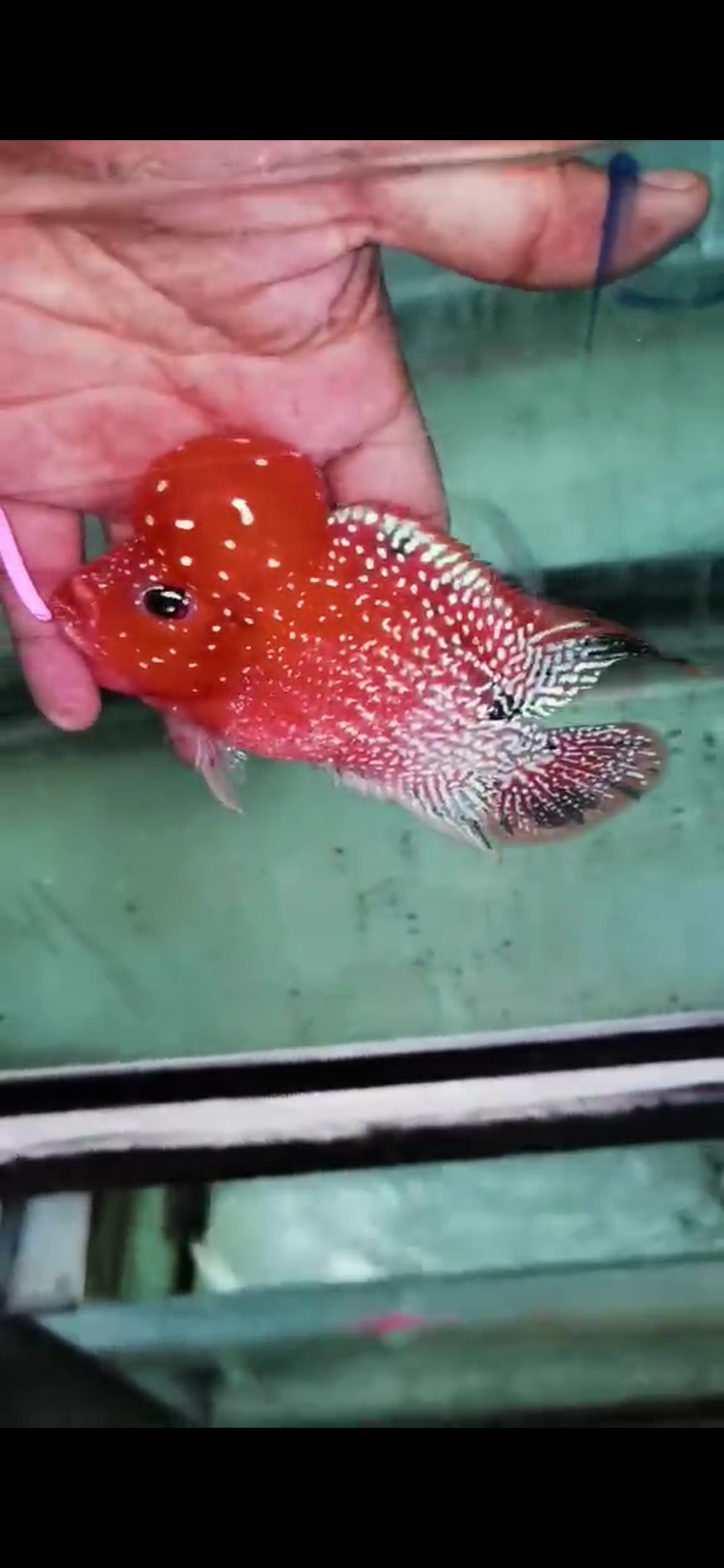 Golden Base Flowerhorn Grade A ( Male ) - #01