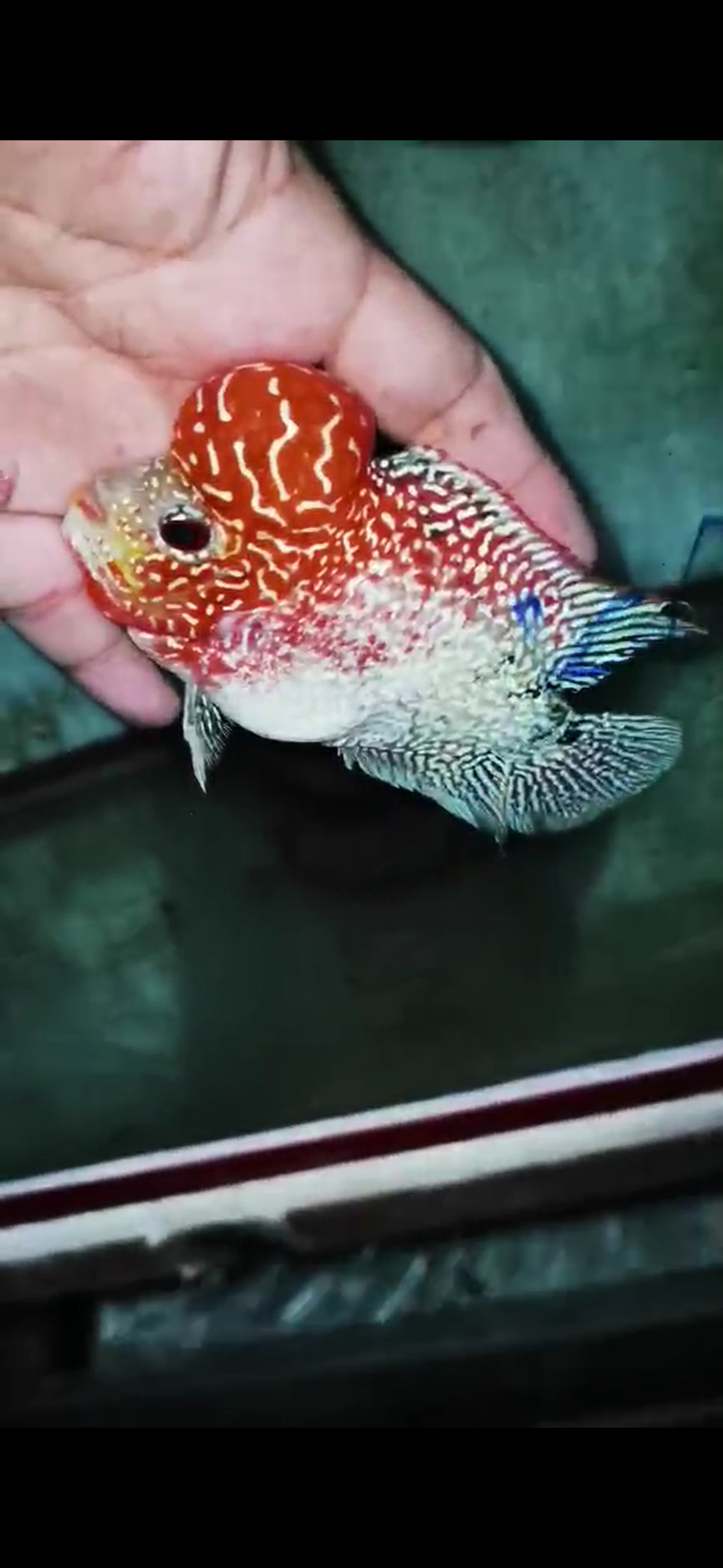 Golden Base Flowerhorn Grade A ( Male ) - #12