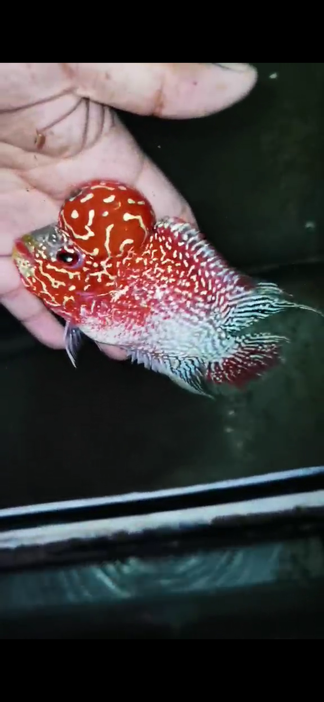 Golden Base Flowerhorn Grade A ( Male ) - #6
