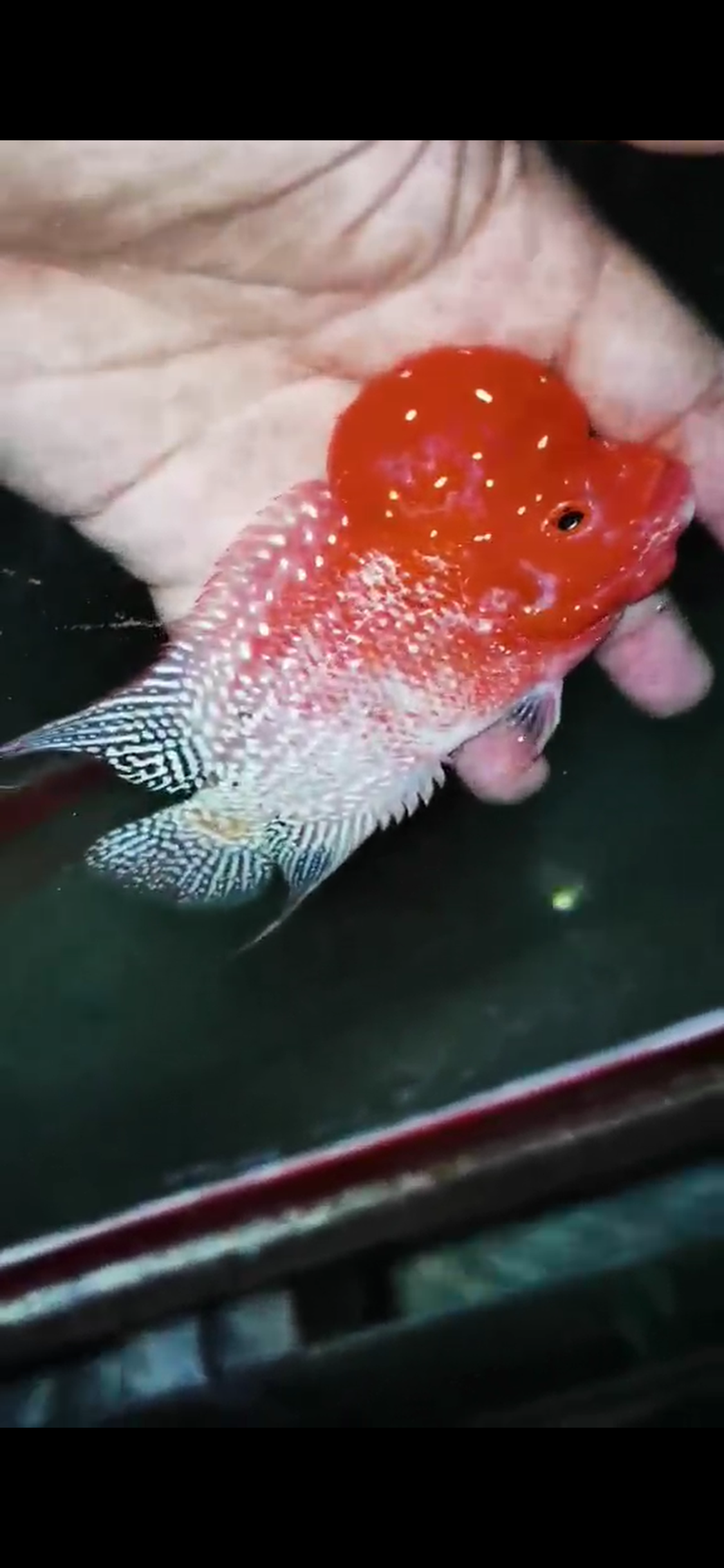 Golden Base Flowerhorn Grade A ( Male ) - #7