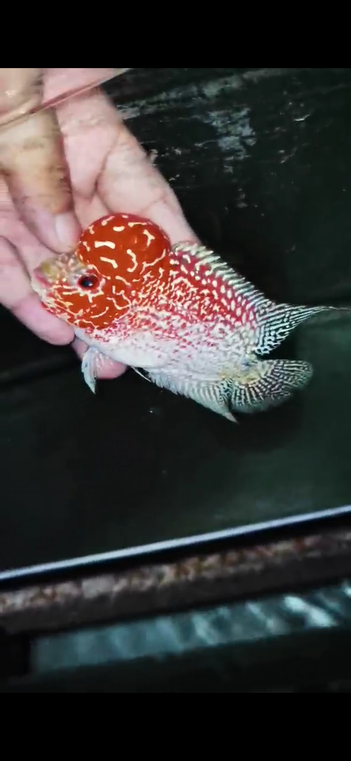 Golden Base Flowerhorn Grade A ( Male ) - #10
