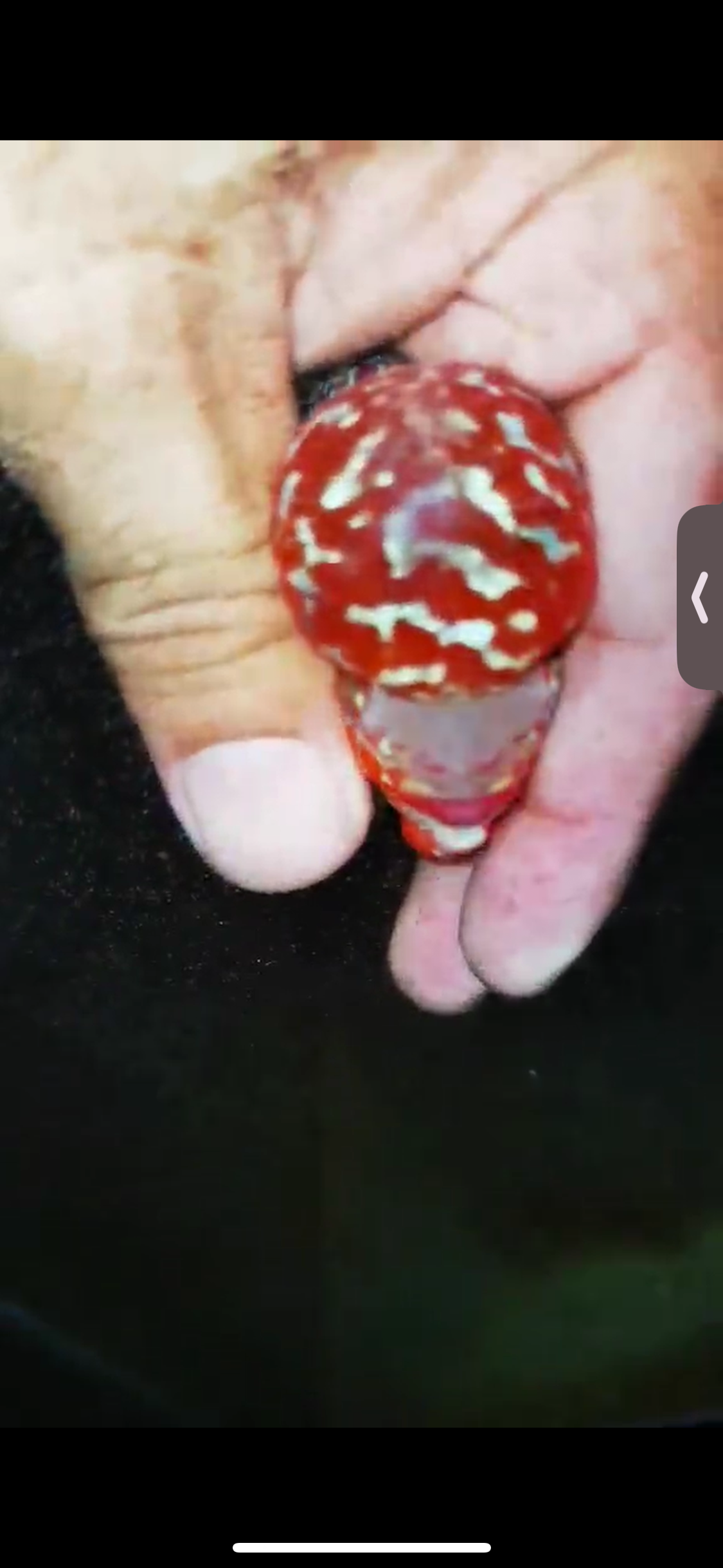Super Red Dragon Flowerhorn ( Male ) #04
