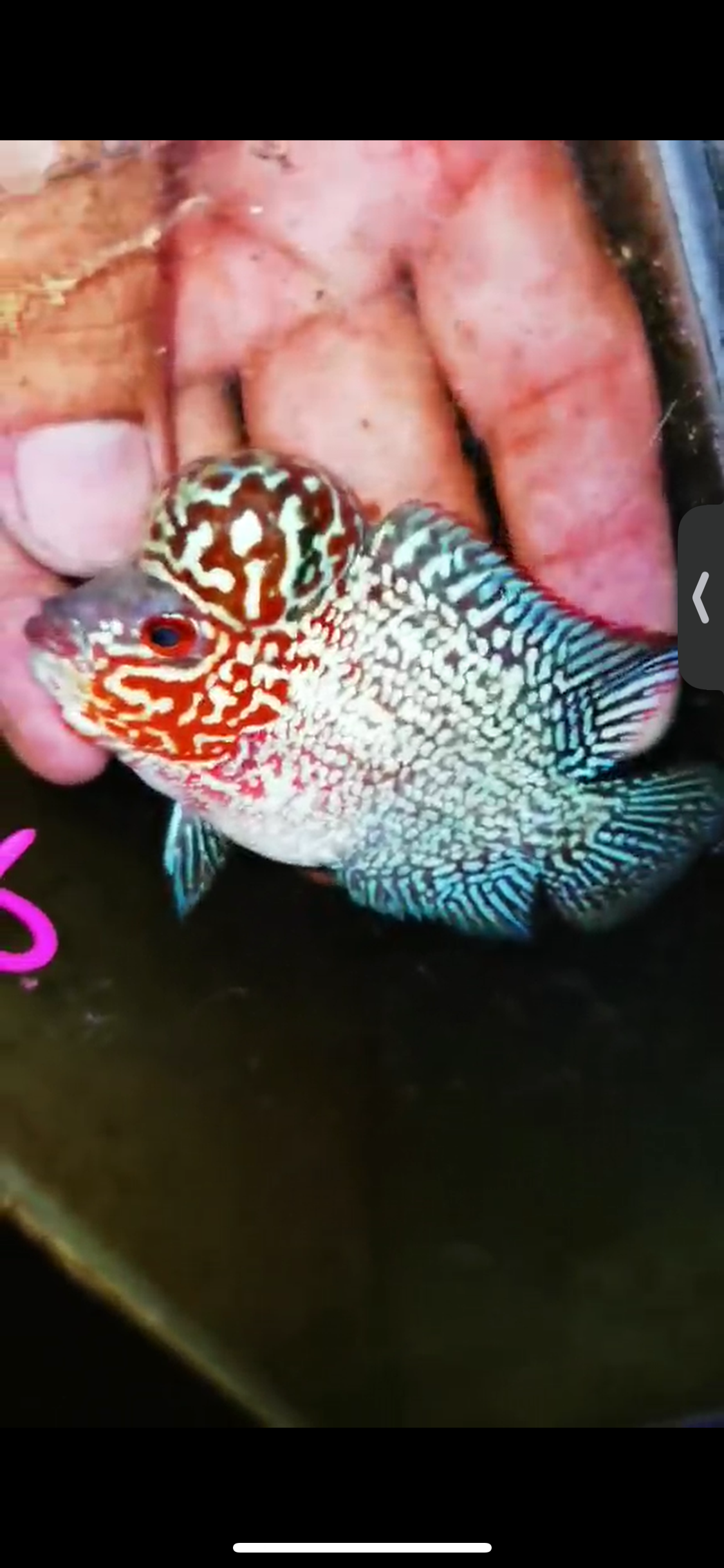 Super Red Dragon Flowerhorn ( Male ) #08