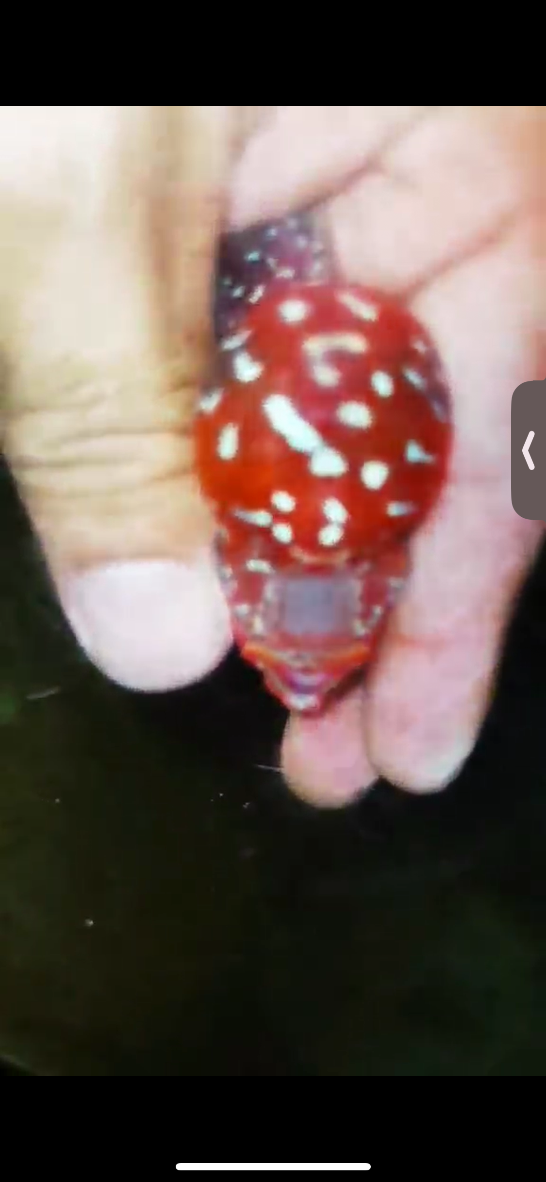 Super Red Dragon Flowerhorn ( Male ) #18