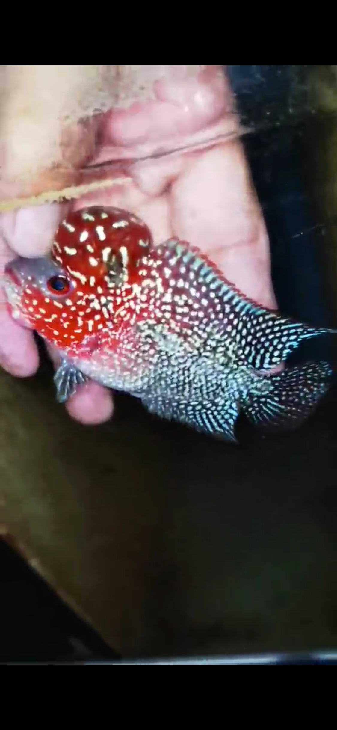Super Red Dragon Flowerhorn ( Male ) #38