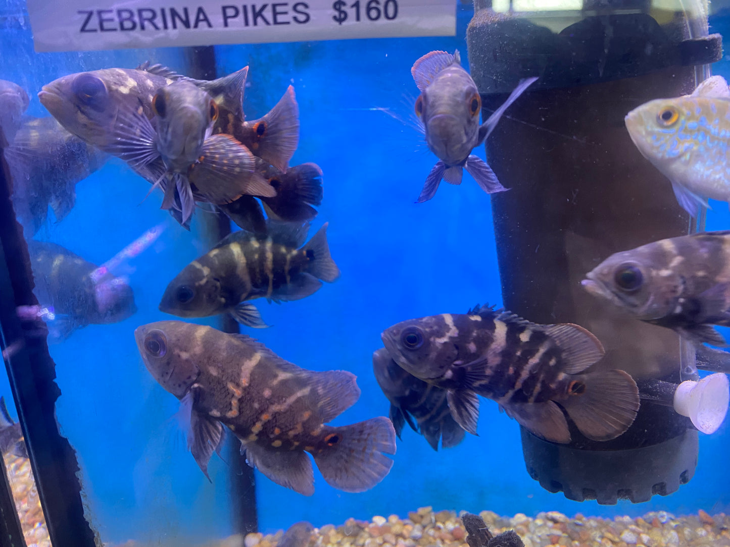 Bumblebee Oscars 5-6"