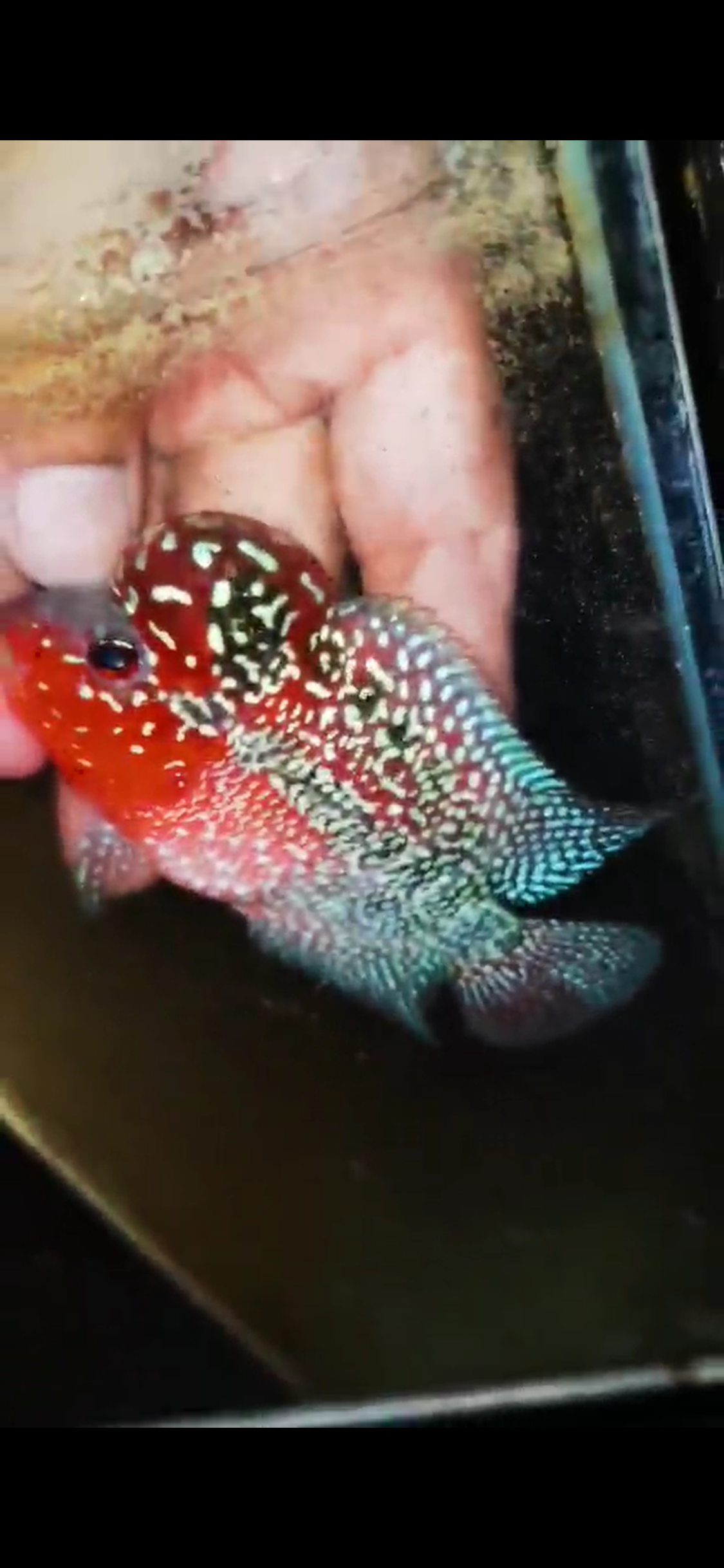 Super Red Dragon Flowerhorn ( Male ) #36