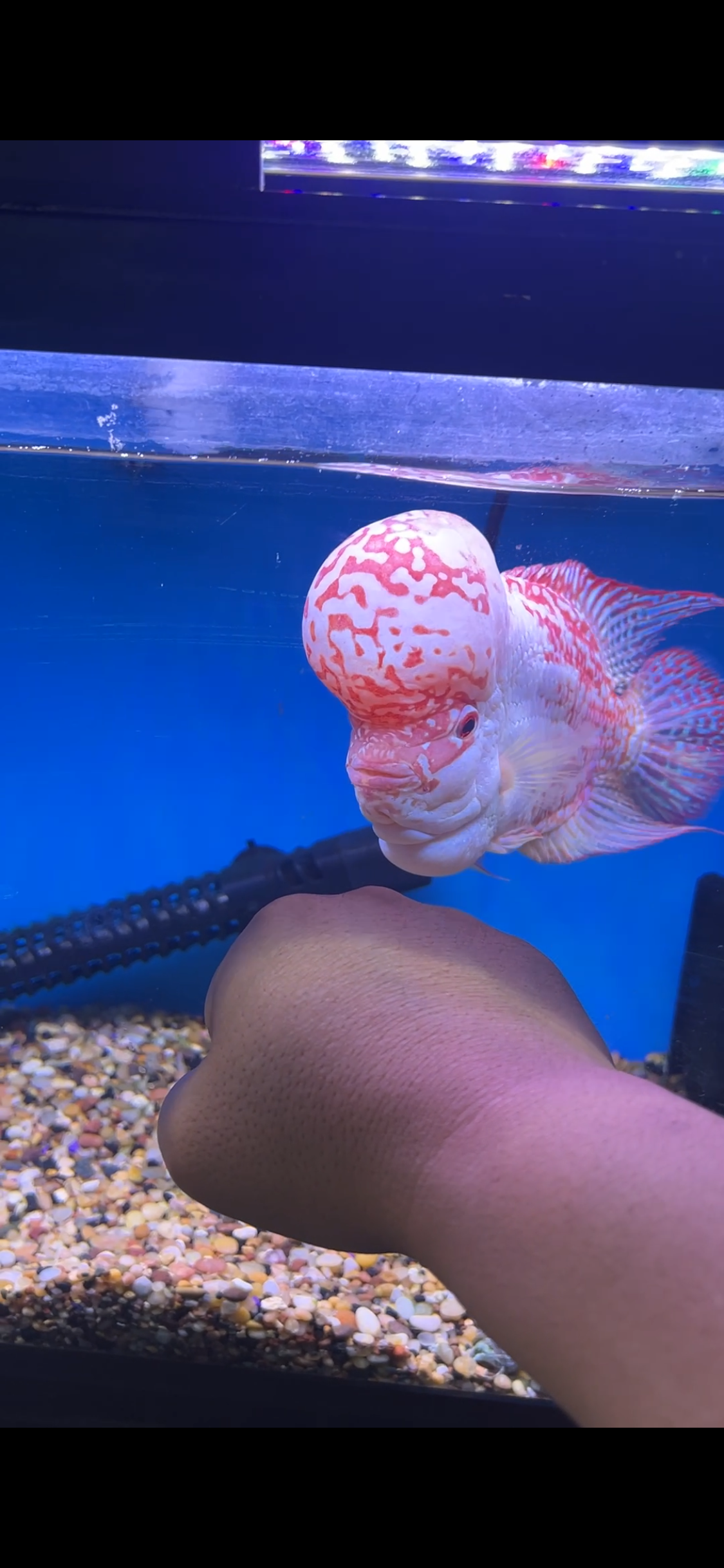GOlden Base Kamfa Flowerhorn 7-8"