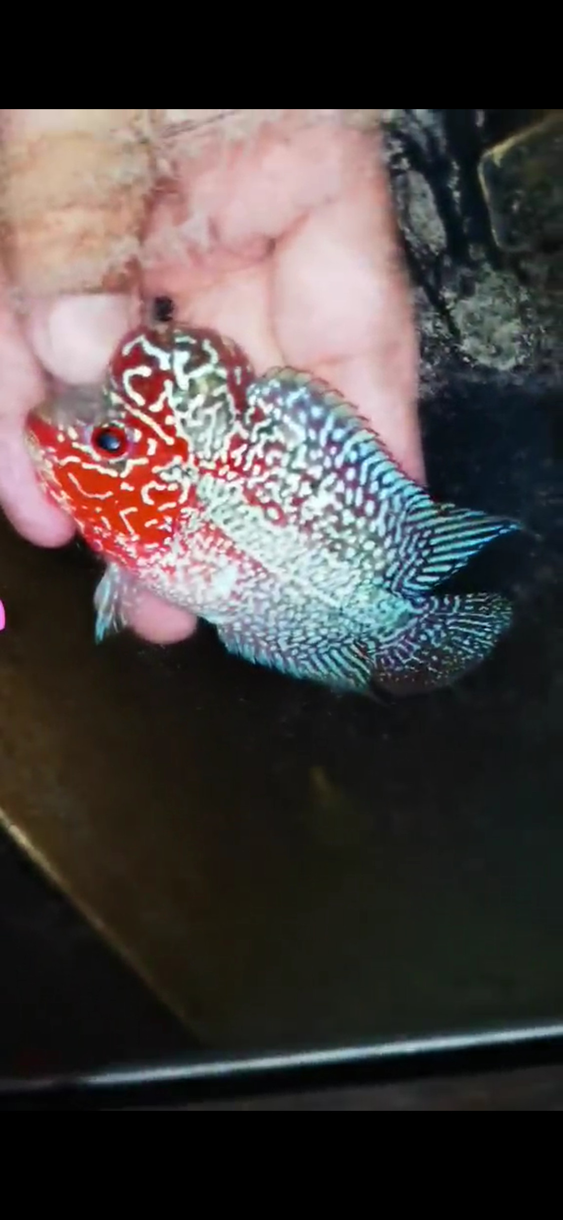 Super Red Dragon Flowerhorn ( Male ) #46