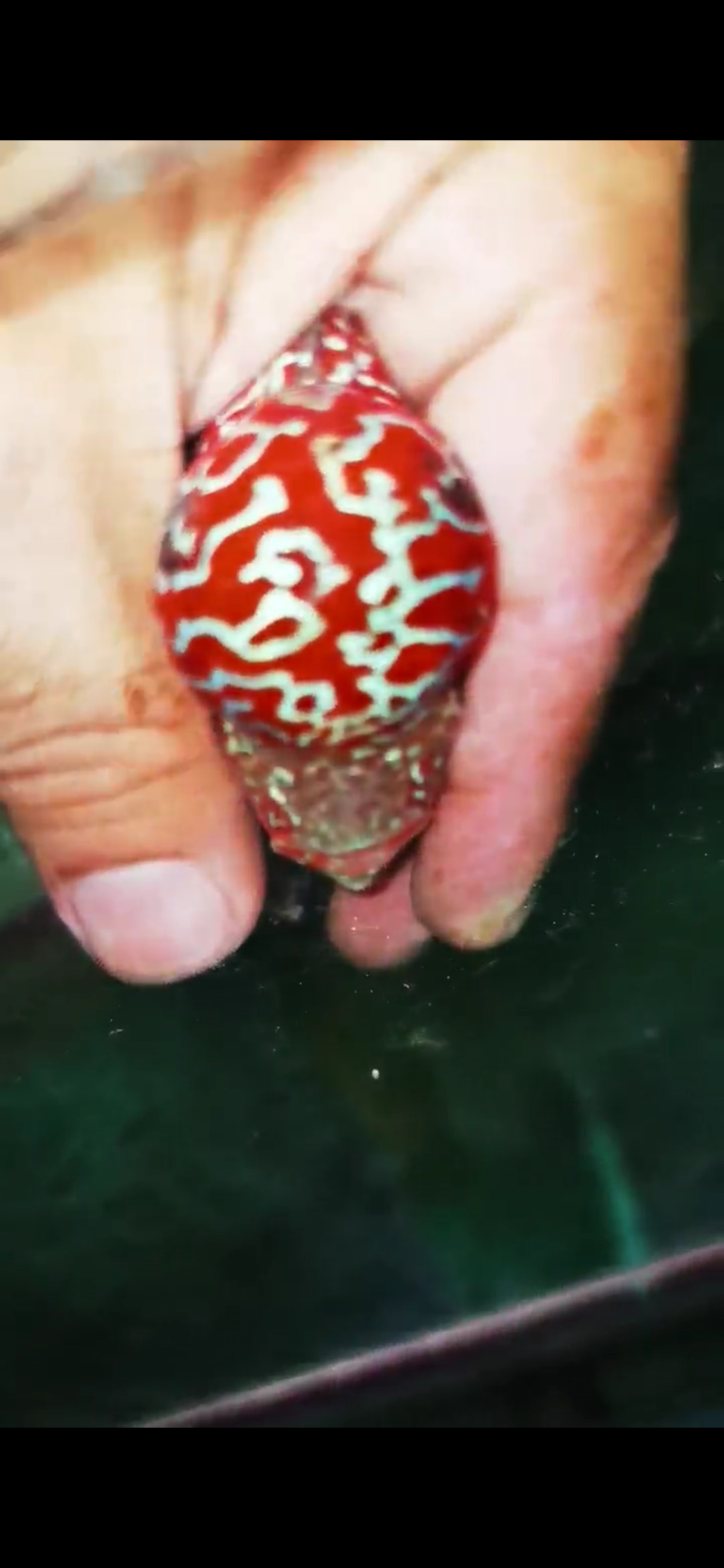 HQ Kamfa Flowerhorn ( Male ) #9