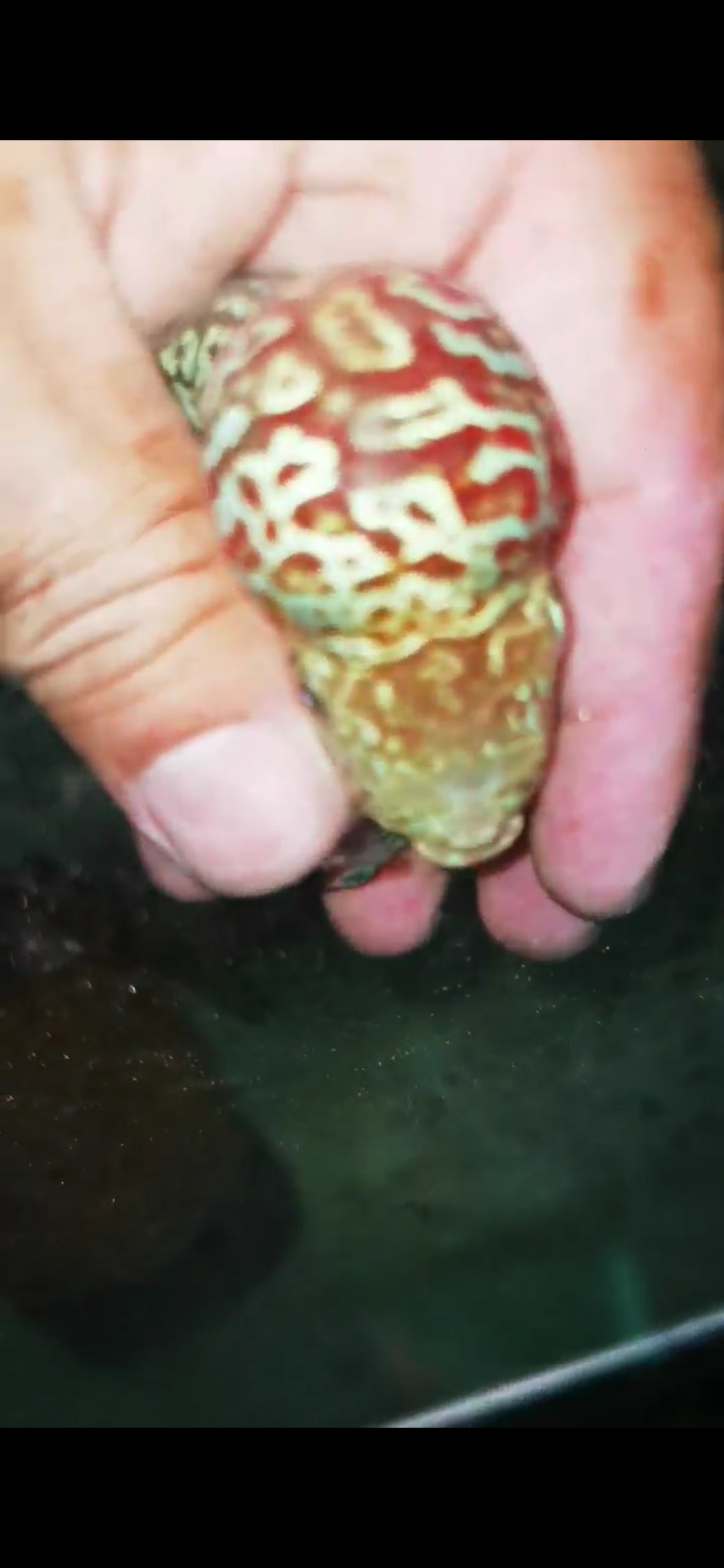 HQ Kamfa Flowerhorn ( Male ) #4