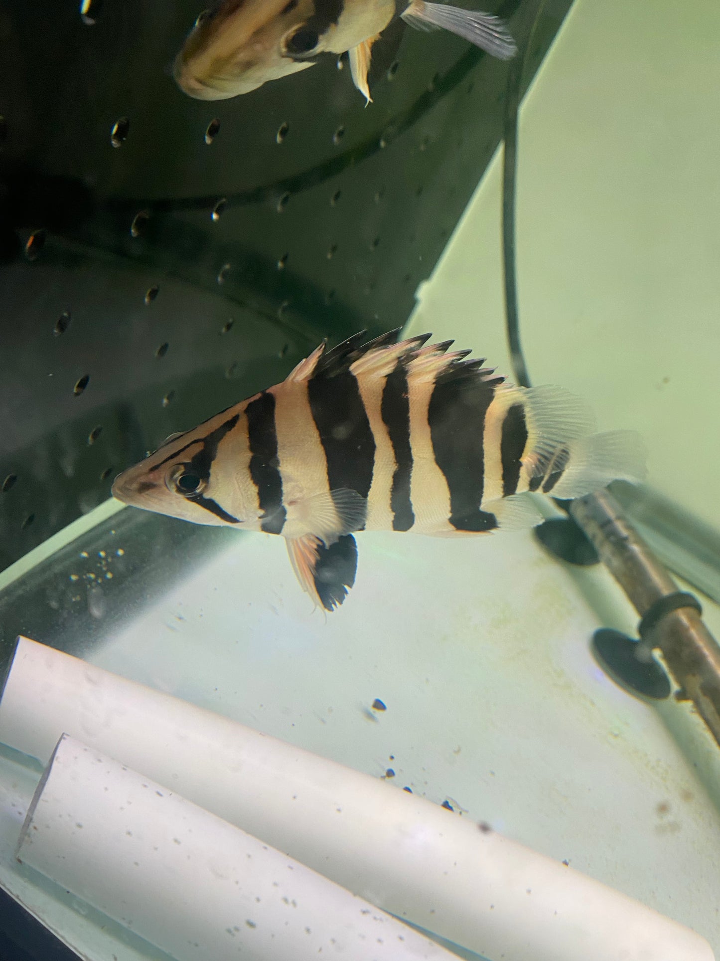 4 Bar Sumatra Datnoids 4"