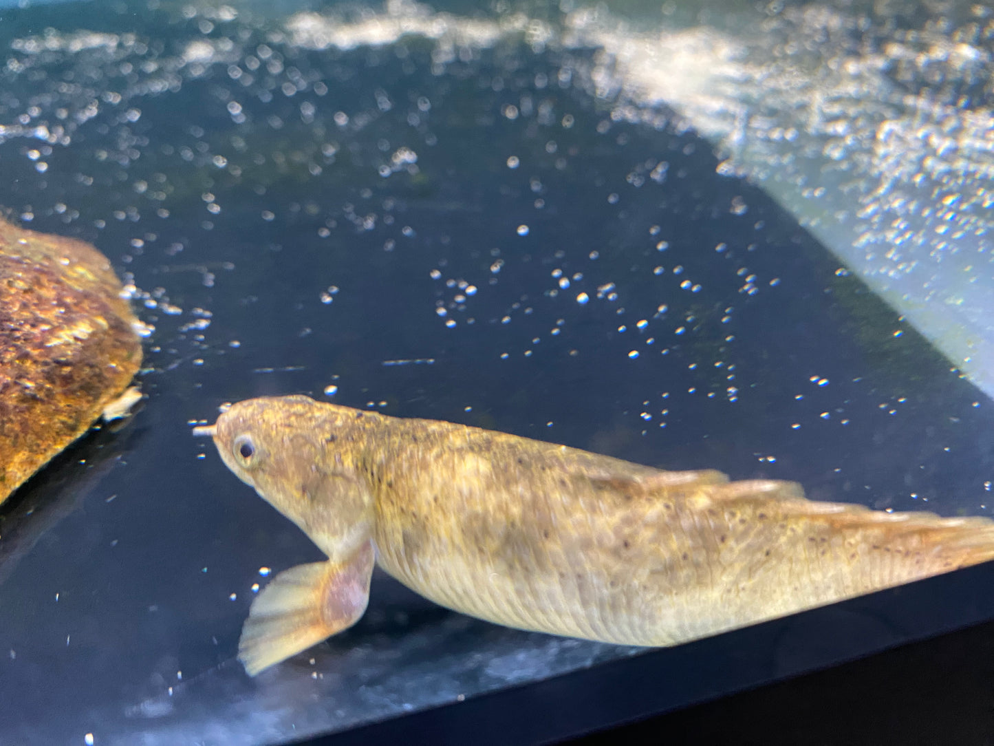 Albino Shortbody Marbled Senegalus Bichirs 5"