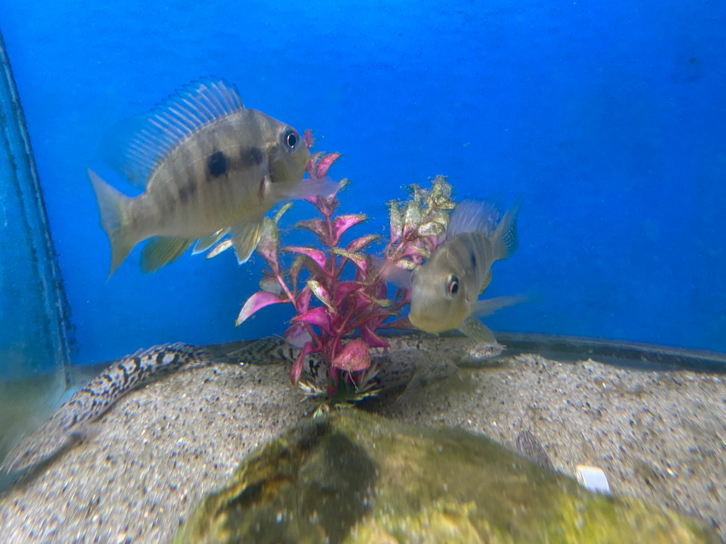 Geophagus Balzanis 2"-2.5"