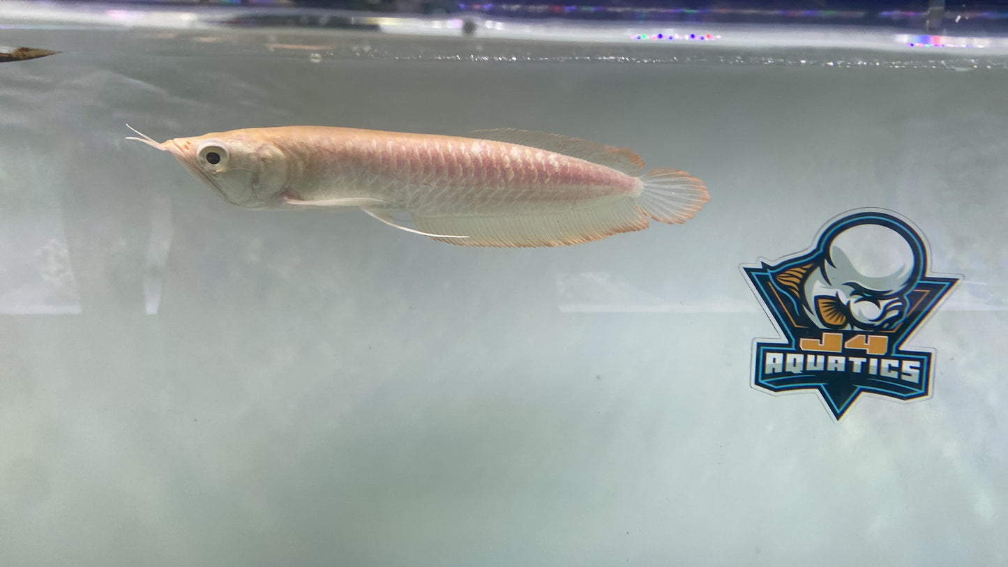 Albino Arowana 12"
