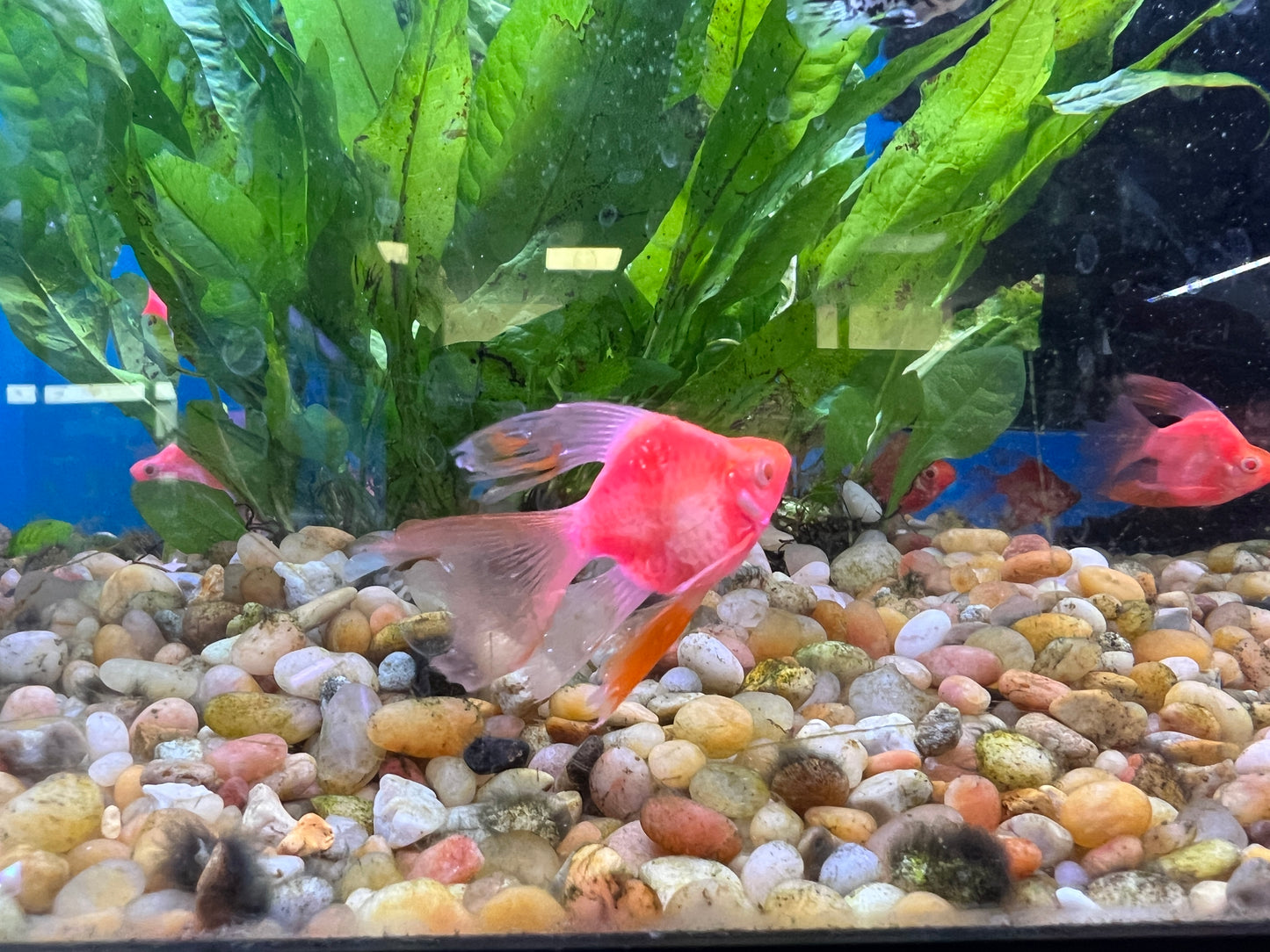 Glow SB Lonfin Barbs