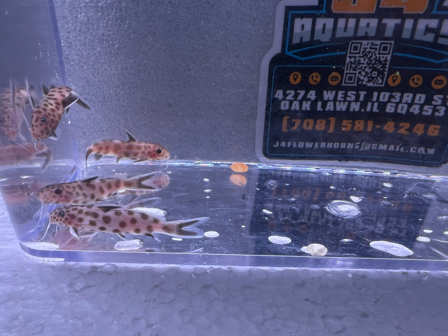 Pink Petricola Synodontis Catfish 1"
