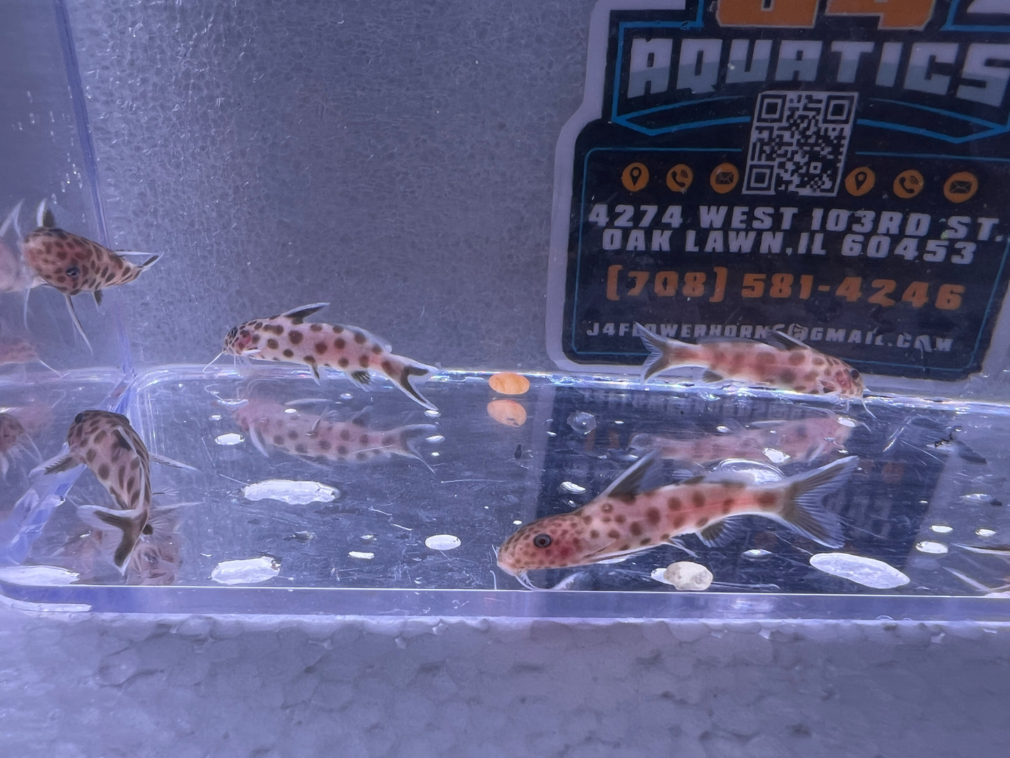 Pink Petricola Synodontis Catfish 1"