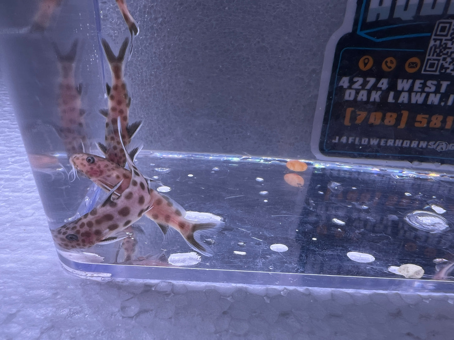 Pink Petricola Synodontis Catfish 1"