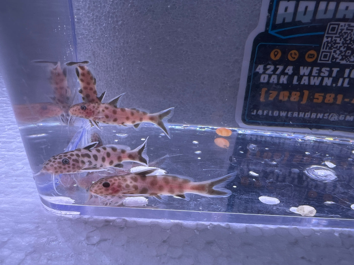 Pink Petricola Synodontis Catfish 1"