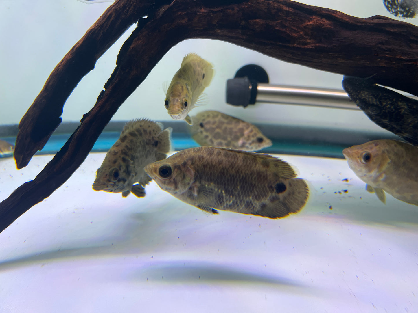Leopard Bush Fish 3-4"
