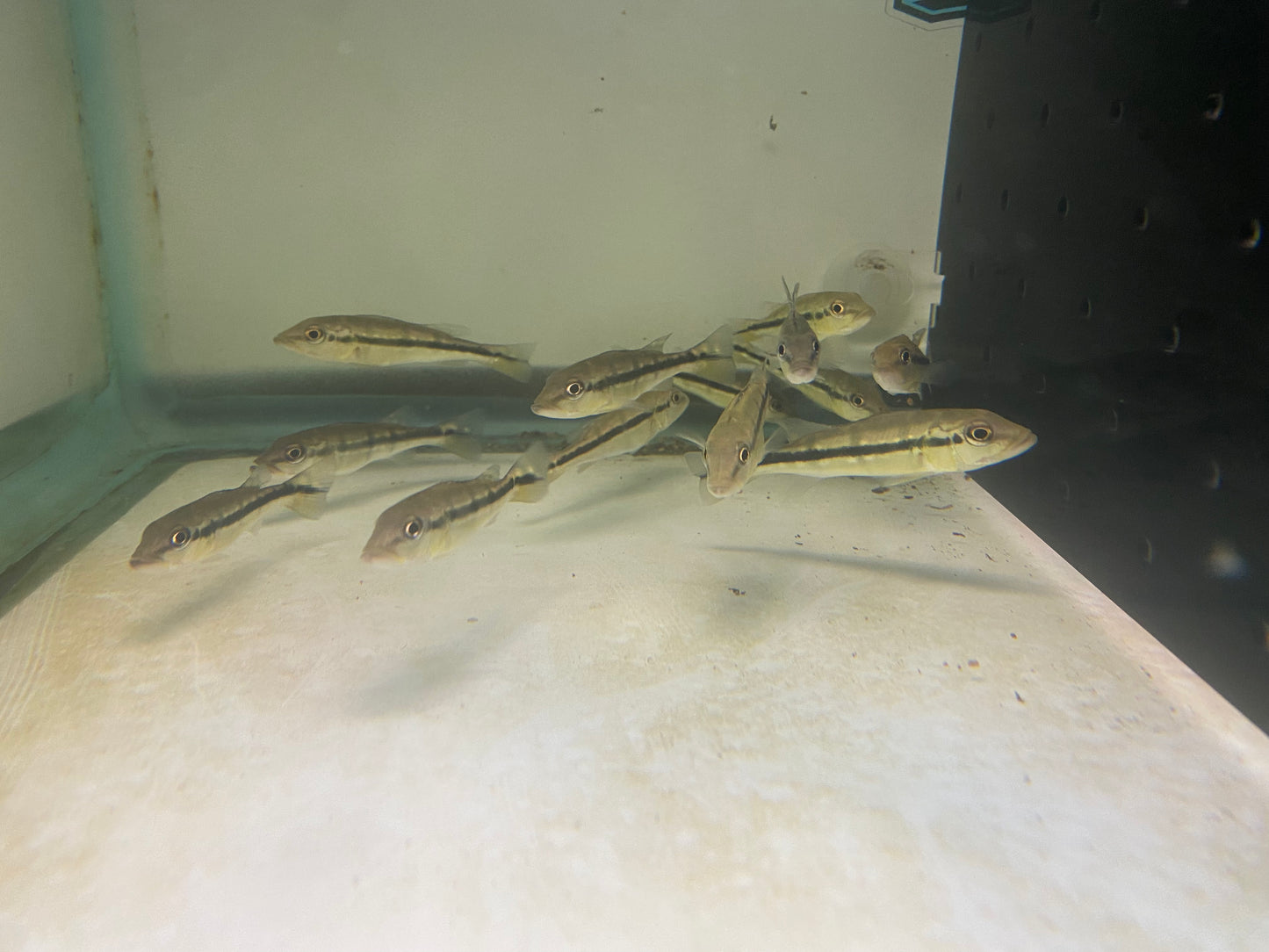 Pinima Peacock Bass 2-3"