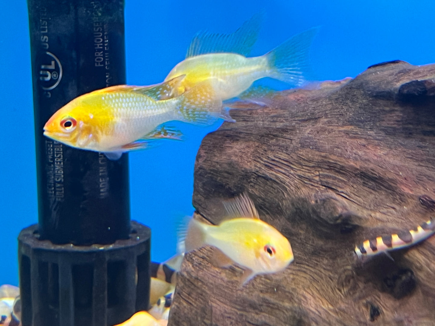 German Gold Rams