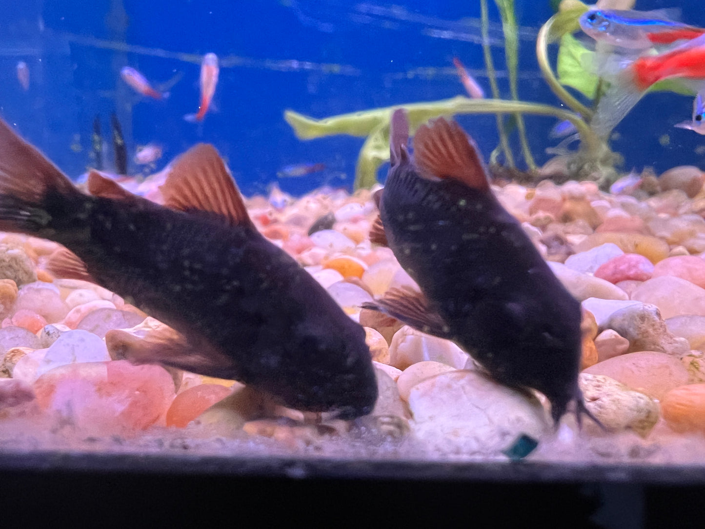 Black Venezuelan Corydoras 1"