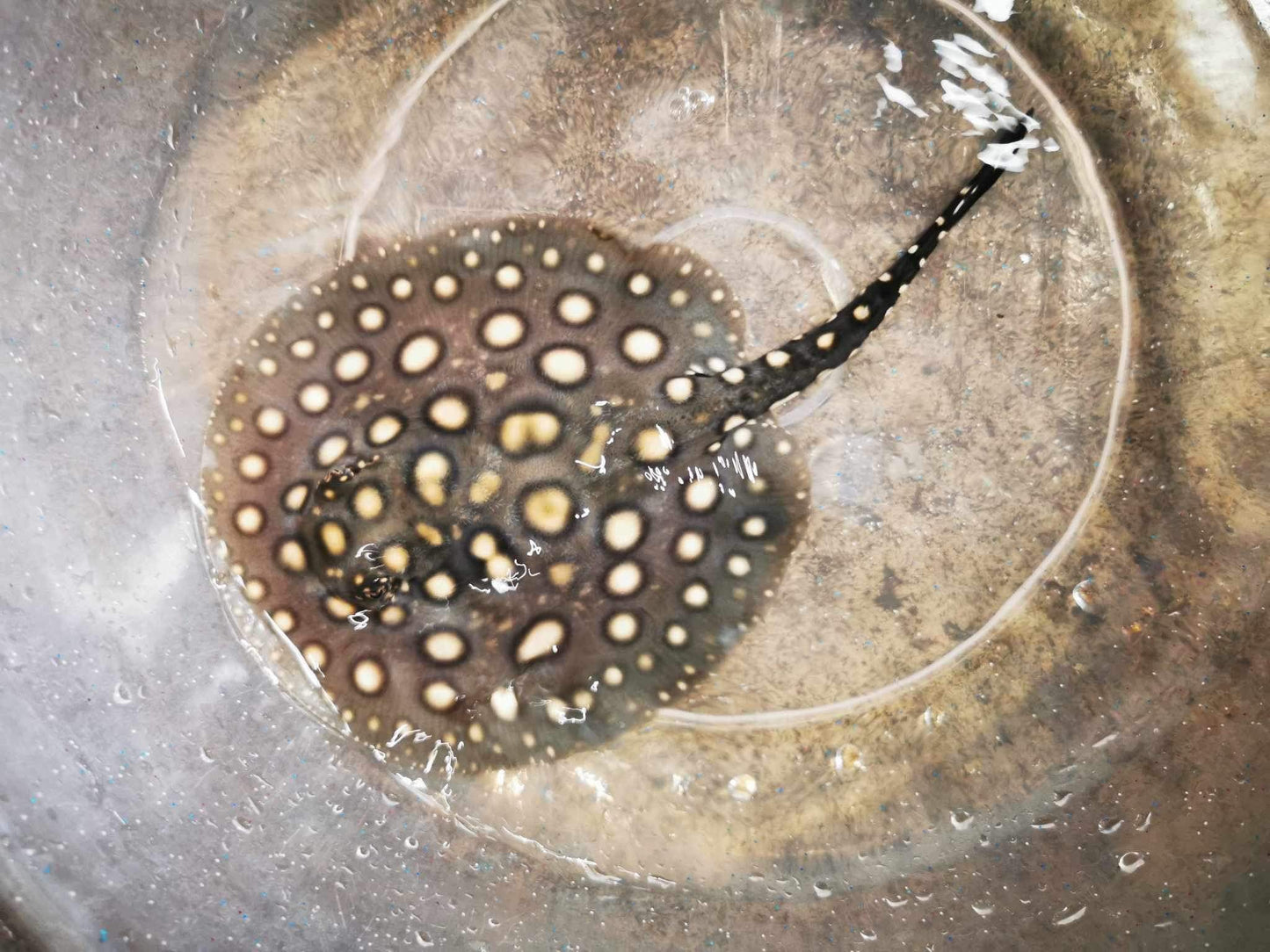 White Diamond Het ( Female" 5.5"