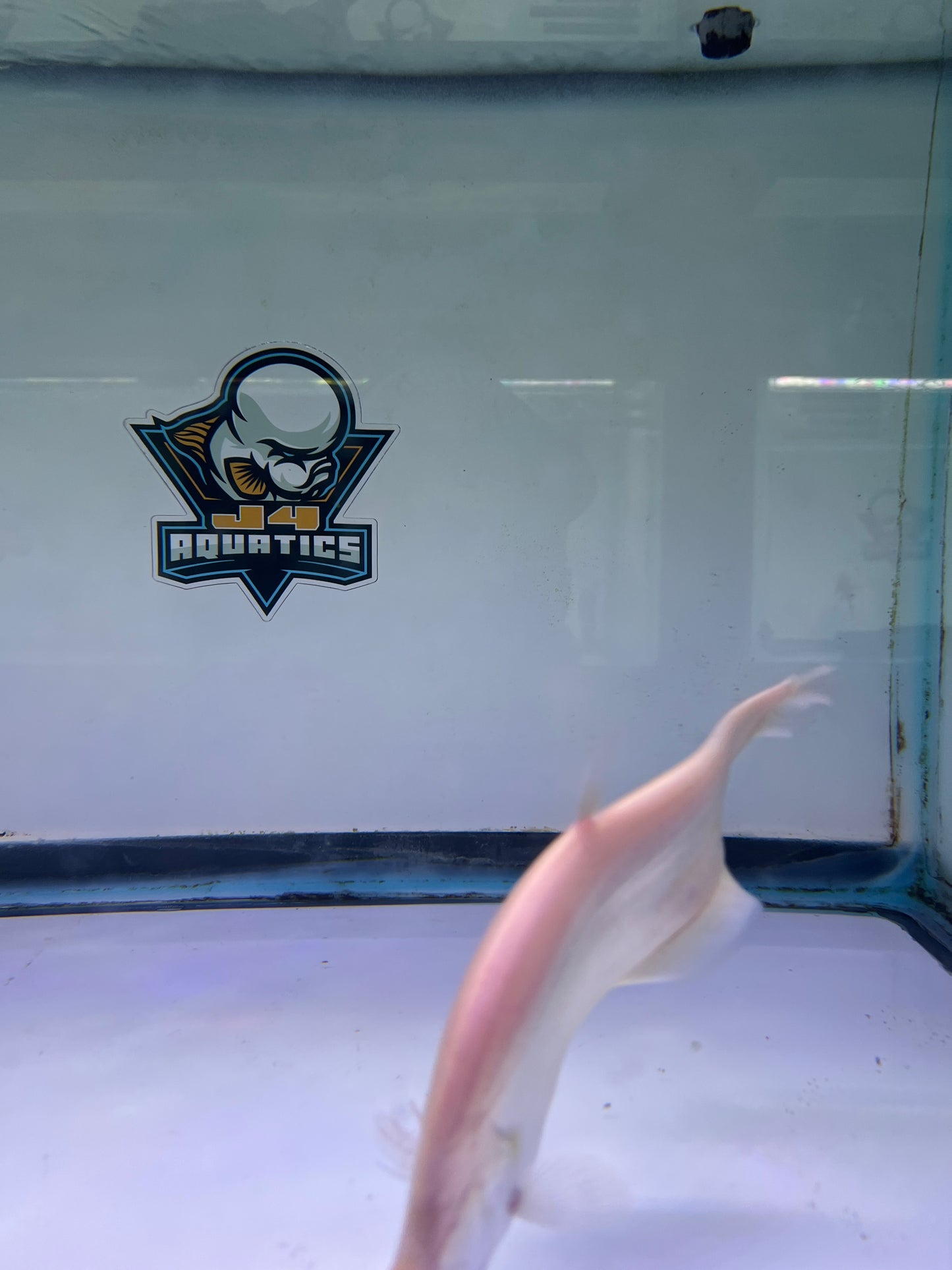Albino Clown Knife 8-9"