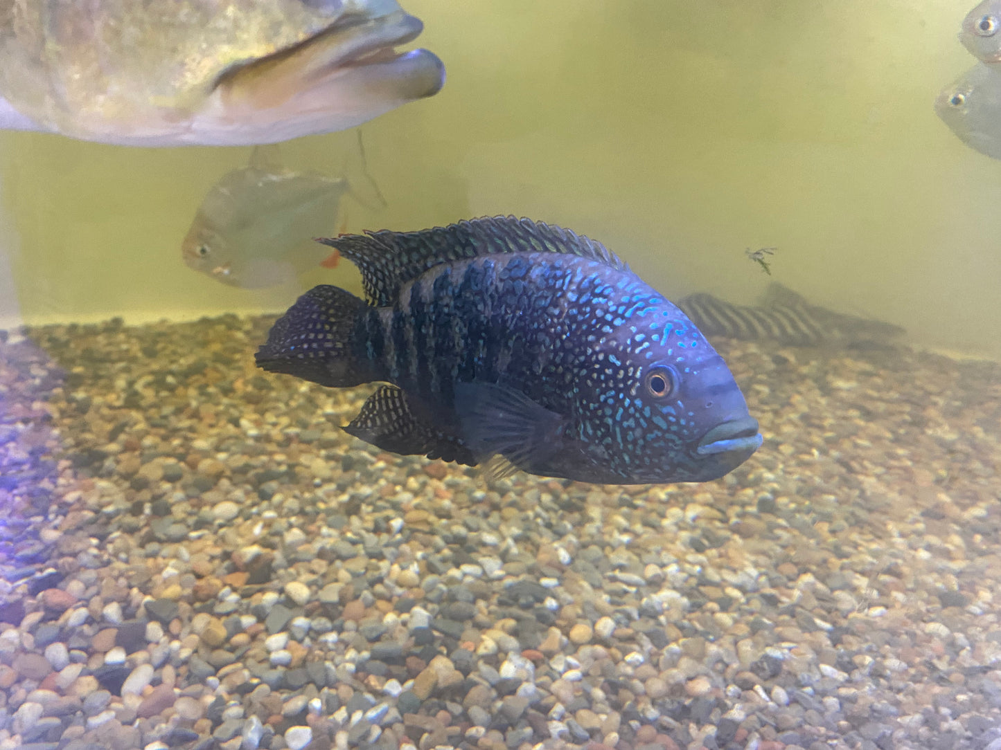 Jack dempsey