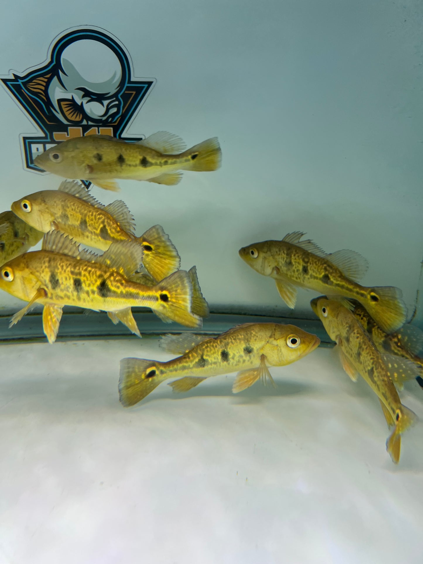 Golden Bahia Kelberi Peacock Bass 5-6"