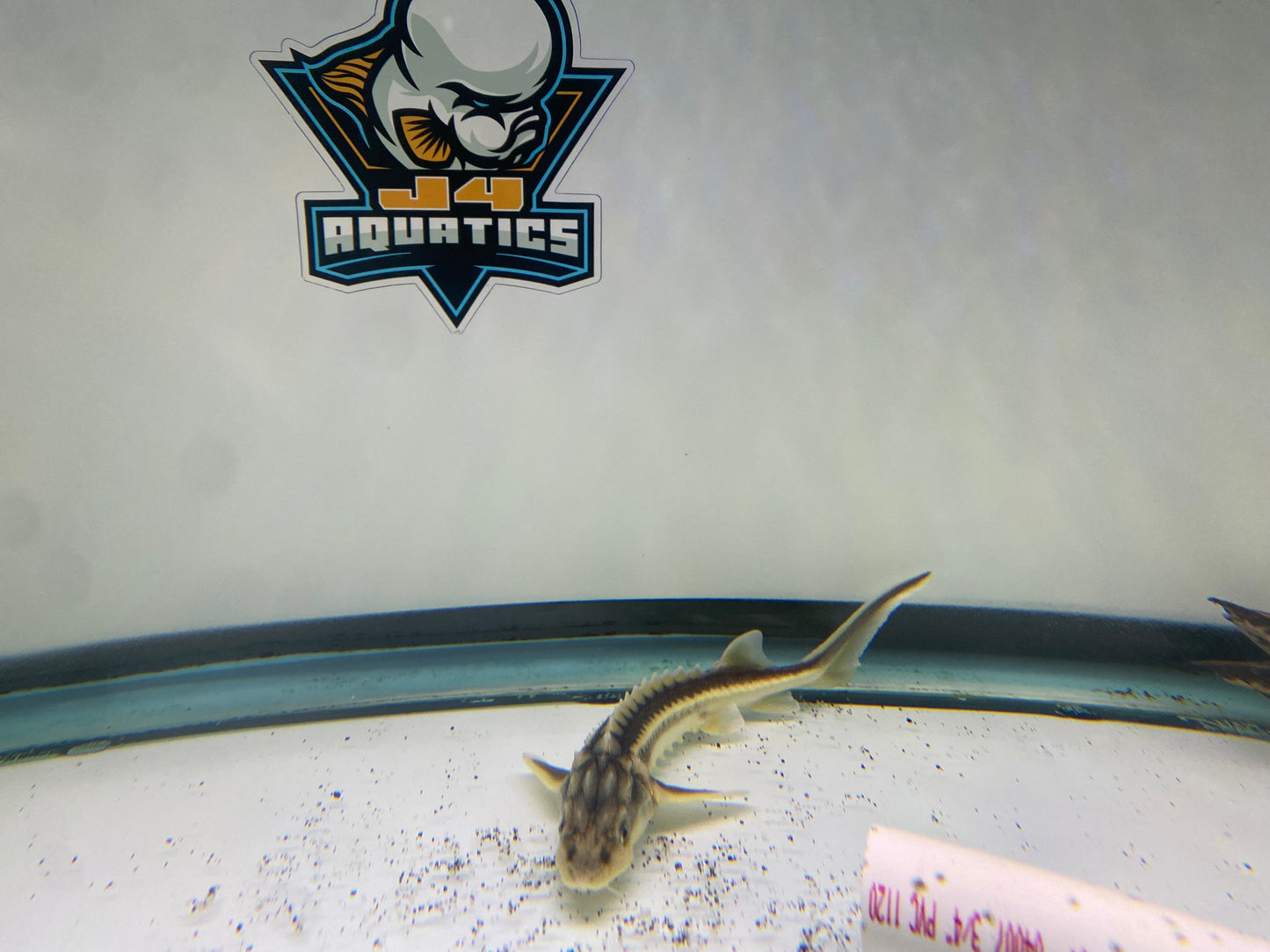 DiamondBack Sturgeon 8-9"